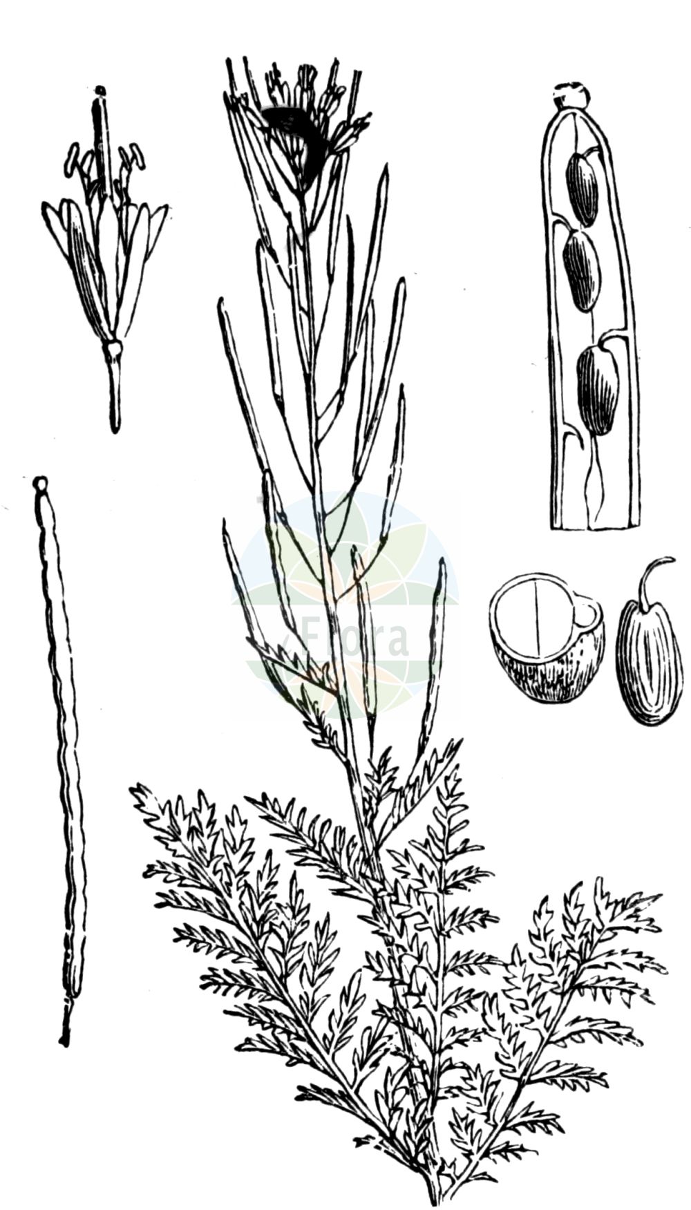 Historische Abbildung von Descurainia sophia (Gewöhnliche Besenrauke - Flixweed). Das Bild zeigt Blatt, Bluete, Frucht und Same. ---- Historical Drawing of Descurainia sophia (Gewöhnliche Besenrauke - Flixweed). The image is showing leaf, flower, fruit and seed.(Descurainia sophia,Gewöhnliche Besenrauke,Flixweed,Descurainia sophia,Descurainia sophia (L.) Prantl,Sisymbrium persicum,Sisymbrium sophia,Gewoehnliche Besenrauke,Besenrauke,Sophienkraut,Flixweed,Herb Sophia,Descurainia,Besenrauke,Brassicaceae,Kreuzblütler,Cabbage family,Blatt,Bluete,Frucht,Same,leaf,flower,fruit,seed,Fitch et al. (1880))