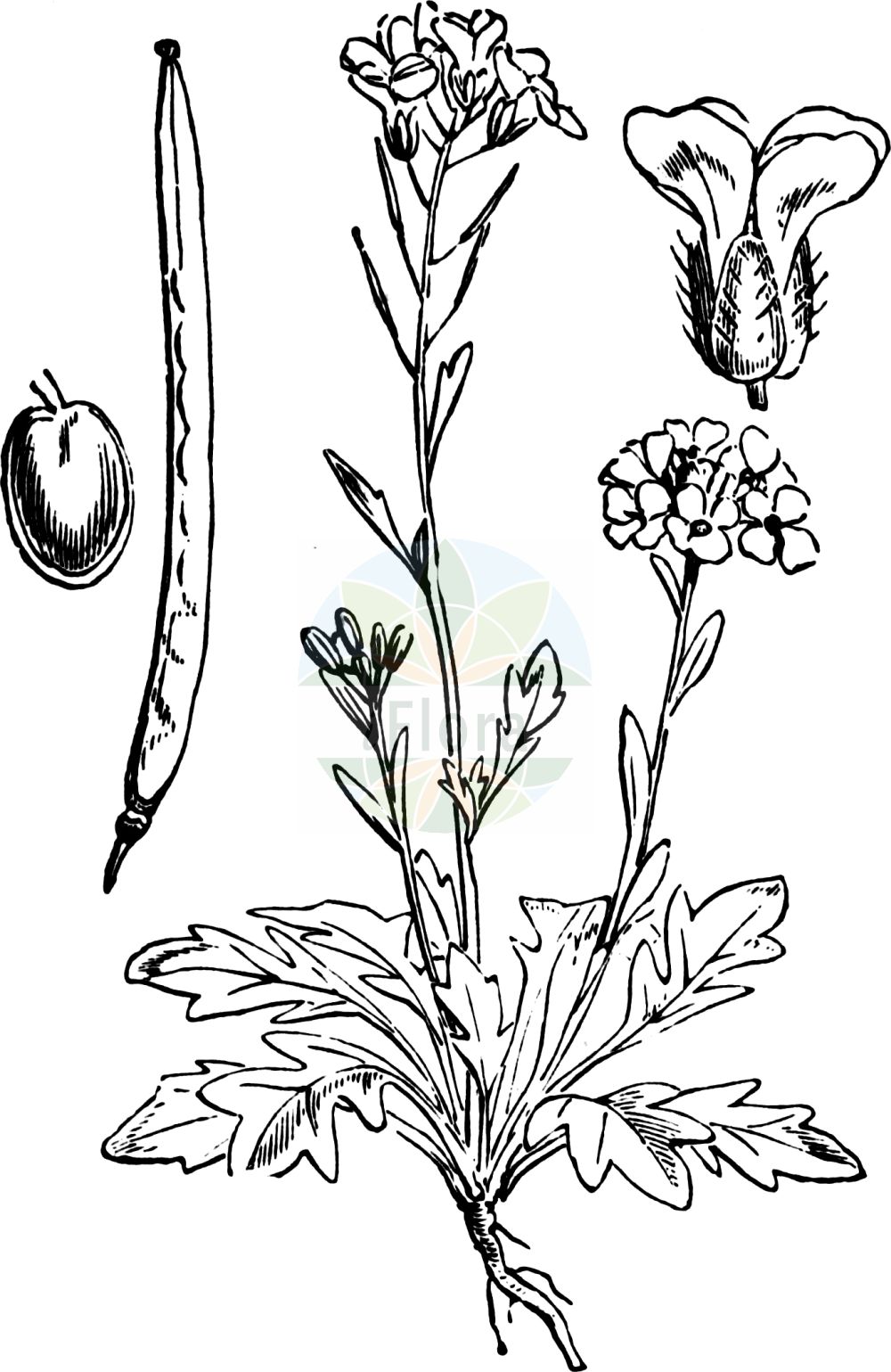 Historische Abbildung von Arabidopsis petraea (Felsen-Schmalwand - Lyrate Rockcress). Das Bild zeigt Blatt, Bluete, Frucht und Same. ---- Historical Drawing of Arabidopsis petraea (Felsen-Schmalwand - Lyrate Rockcress). The image is showing leaf, flower, fruit and seed.(Arabidopsis petraea,Felsen-Schmalwand,Lyrate Rockcress,Arabidopsis petraea,Arabis petraea,Arabis septentrionalis,Cardamine petraea,Cardaminopsis hispida,Cardaminopsis petraea,Cardaminopsis septentrionalis,Felsen-Schmalwand,Lyrate Rockcress,Arabidopsis,Schmalwand,Rockcress,Brassicaceae,Kreuzblütler,Cabbage family,Blatt,Bluete,Frucht,Same,leaf,flower,fruit,seed,Fitch et al. (1880))