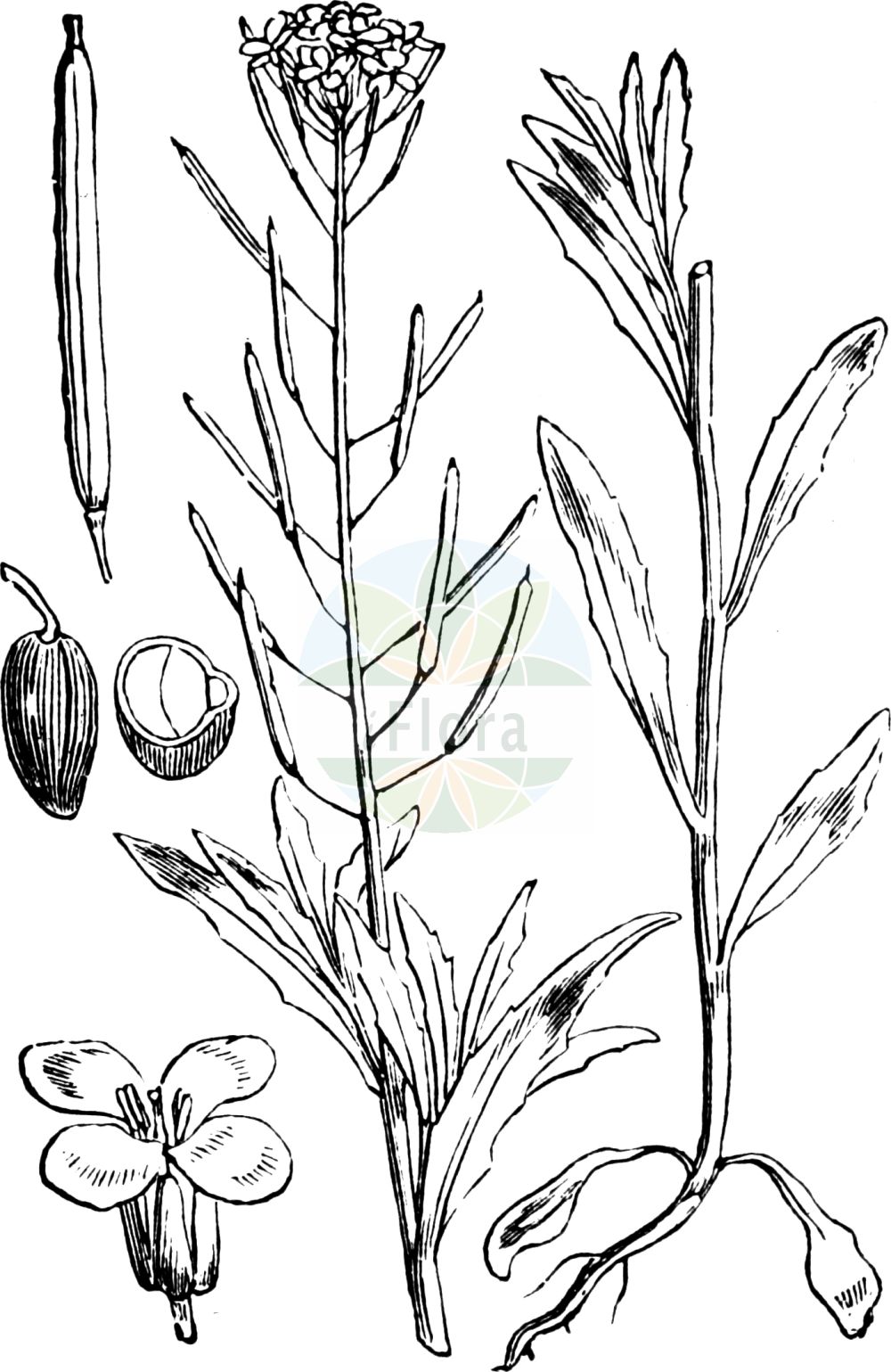 Historische Abbildung von Erysimum cheiranthoides (Acker-Schöterich - Treacle-mustard). Das Bild zeigt Blatt, Bluete, Frucht und Same. ---- Historical Drawing of Erysimum cheiranthoides (Acker-Schöterich - Treacle-mustard). The image is showing leaf, flower, fruit and seed.(Erysimum cheiranthoides,Acker-Schöterich,Treacle-mustard,Erysimum cheiranthoides,Acker-Schoeterich,Acker-Schotendotter,Treacle-mustard,Wormseed Wallflower,Wallflower Mustard,Wormseed Mustard,Erysimum,Schöterich,Wallflower,Brassicaceae,Kreuzblütler,Cabbage family,Blatt,Bluete,Frucht,Same,leaf,flower,fruit,seed,Fitch et al. (1880))
