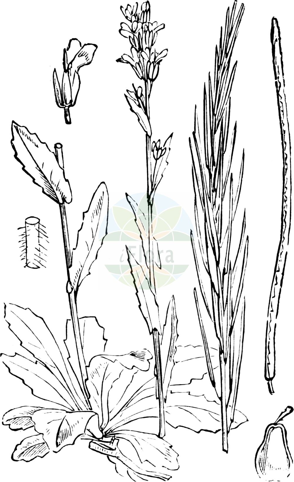 Historische Abbildung von Arabis hirsuta (Behaarte Gänsekresse - Hairy Rock-cress). Das Bild zeigt Blatt, Bluete, Frucht und Same. ---- Historical Drawing of Arabis hirsuta (Behaarte Gänsekresse - Hairy Rock-cress). The image is showing leaf, flower, fruit and seed.(Arabis hirsuta,Behaarte Gänsekresse,Hairy Rock-cress,Arabis brownii,Arabis ciliata,Arabis hirsuta,Arabis hirsuta (L.) Scop.,Arabis ovata,Turritis hirsuta,Behaarte Gaensekresse,Behaarte Gaensekresse,Hairy Rock-cress,Arabis,Gänsekresse,Rockcress,Brassicaceae,Kreuzblütler,Cabbage family,Blatt,Bluete,Frucht,Same,leaf,flower,fruit,seed,Fitch et al. (1880))