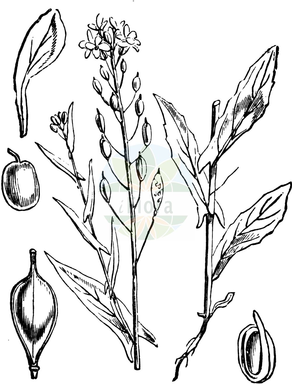 Historische Abbildung von Camelina sativa (Saat-Leindotter - Gold-of-Pleasure). Das Bild zeigt Blatt, Bluete, Frucht und Same. ---- Historical Drawing of Camelina sativa (Saat-Leindotter - Gold-of-Pleasure). The image is showing leaf, flower, fruit and seed.(Camelina sativa,Saat-Leindotter,Gold-of-Pleasure,Camelina caucasica,Camelina glabrata,Camelina sativa,Camelina sativa (L.) Crantz,Myagrum sativum,Saat-Leindotter,Saat-Leindotter,Gold-of-Pleasure,Large-seed False Flax,Camelina,Leindotter,False Flax,Brassicaceae,Kreuzblütler,Cabbage family,Blatt,Bluete,Frucht,Same,leaf,flower,fruit,seed,Fitch et al. (1880))
