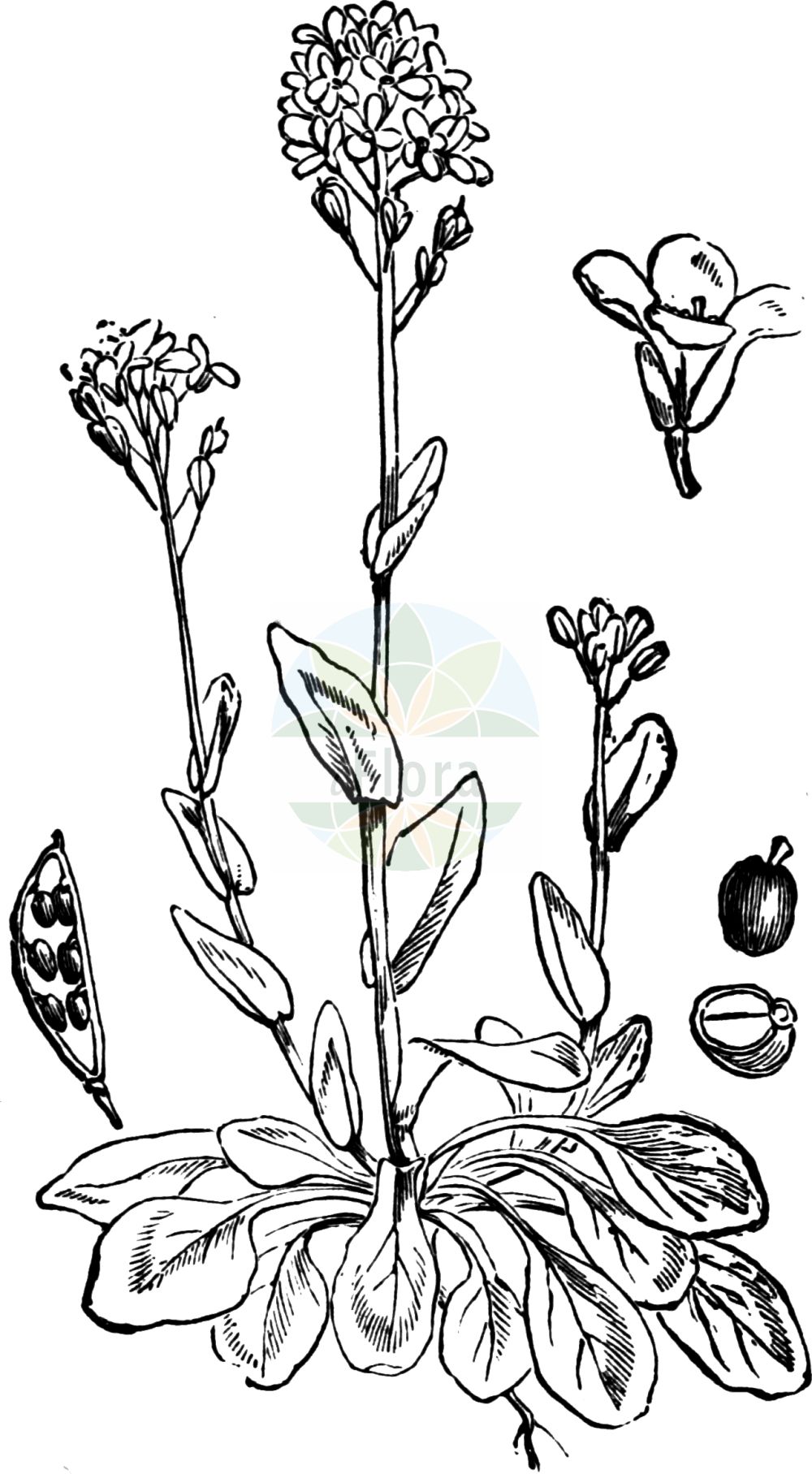 Historische Abbildung von Noccaea caerulescens (Gebirgs-Hellerkraut - Alpine Penny-cress). Das Bild zeigt Blatt, Bluete, Frucht und Same. ---- Historical Drawing of Noccaea caerulescens (Gebirgs-Hellerkraut - Alpine Penny-cress). The image is showing leaf, flower, fruit and seed.(Noccaea caerulescens,Gebirgs-Hellerkraut,Alpine Penny-cress,Noccaea caerulescens,Thlaspi caerulescens,Thlaspi calaminare,Thlaspi guadinianum,Thlaspi lereschii,Thlaspi mureti,Thlaspi pratulorum,Thlaspi rhaeticum,Thlaspi suecicum,Thlaspi tallonis,Thlaspi villarsianum,Thlaspi virgatum,Thlaspi vogesiacum,Thlaspi vulcanorum,Gebirgs-Hellerkraut,Galmei-Hellerkraut,Alpine Penny-cress,Alpine Pennygrass,Noccaea,Hellerkraut,Brassicaceae,Kreuzblütler,Cabbage family,Blatt,Bluete,Frucht,Same,leaf,flower,fruit,seed,Fitch et al. (1880))