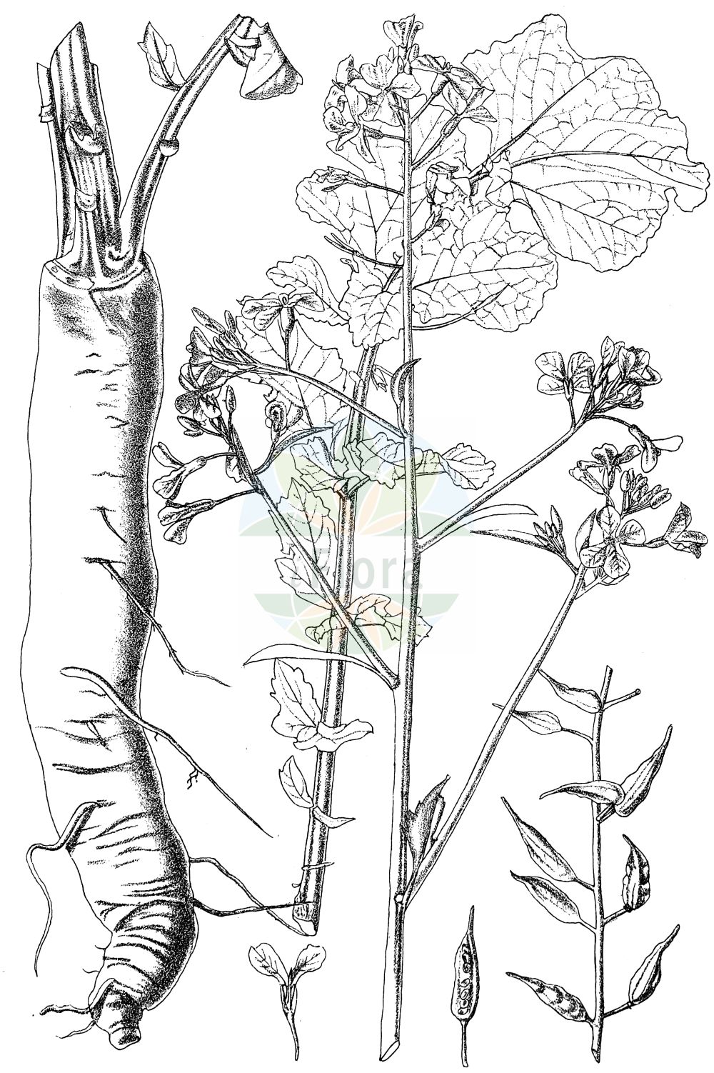 Historische Abbildung von Raphanus sativus (Garten-Rettich - Garden Radish). Das Bild zeigt Blatt, Bluete, Frucht und Same. ---- Historical Drawing of Raphanus sativus (Garten-Rettich - Garden Radish). The image is showing leaf, flower, fruit and seed.(Raphanus sativus,Garten-Rettich,Garden Radish,Raphanistrum gayanum,Raphanus niger,Raphanus rotundus,Raphanus sativus,Raphanus sativus subsp. niger,Garten-Rettich,Gartenrettich,Ölrettich,Radieschen,Garden Radish,Cultivated Radish,Radish,Small Radish,Raphanus,Hederich,Radish,Brassicaceae,Kreuzblütler,Cabbage family,Blatt,Bluete,Frucht,Same,leaf,flower,fruit,seed,Kirtikar & Basu (1918))