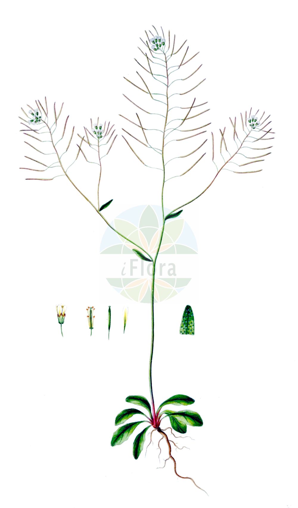 Historische Abbildung von Arabidopsis thaliana (Acker-Schmalwand - Thale Cress). Das Bild zeigt Blatt, Bluete, Frucht und Same. ---- Historical Drawing of Arabidopsis thaliana (Acker-Schmalwand - Thale Cress). The image is showing leaf, flower, fruit and seed.(Arabidopsis thaliana,Acker-Schmalwand,Thale Cress,Arabidopsis thaliana,Arabis thaliana,Sisymbrium thalianum,Stenophragma thalianum,Acker-Schmalwand,Thale Cress,Common Wallcress,Mouse-ear Cress,Arabidopsis,Schmalwand,Rockcress,Brassicaceae,Kreuzblütler,Cabbage family,Blatt,Bluete,Frucht,Same,leaf,flower,fruit,seed,Oeder (1761-1883))