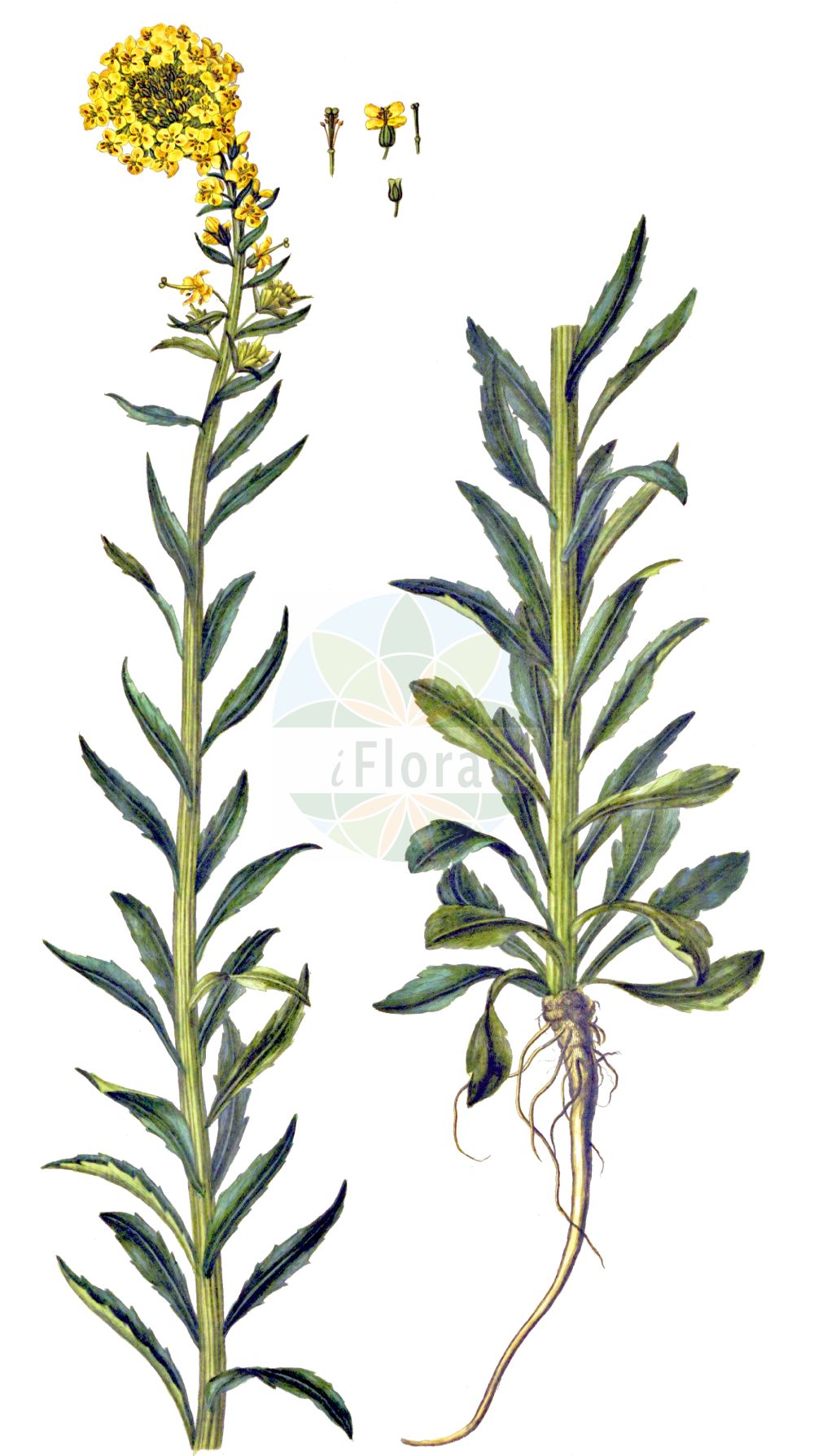 Historische Abbildung von Erysimum hieraciifolium agg. (Steifer Schöterich - Hawkweed-leaved Treacle Mustard). Das Bild zeigt Blatt, Bluete, Frucht und Same. ---- Historical Drawing of Erysimum hieraciifolium agg. (Steifer Schöterich - Hawkweed-leaved Treacle Mustard). The image is showing leaf, flower, fruit and seed.(Erysimum hieraciifolium agg.,Steifer Schöterich,Hawkweed-leaved Treacle Mustard,Erysimum hieraciifolium,Steifer Schoeterich,Hawkweed-leaved Treacle Mustard,Perennial Wormseed,Tall Wormseed Wallflower,Erysimum,Schöterich,Wallflower,Brassicaceae,Kreuzblütler,Cabbage family,Blatt,Bluete,Frucht,Same,leaf,flower,fruit,seed,Oeder (1761-1883))