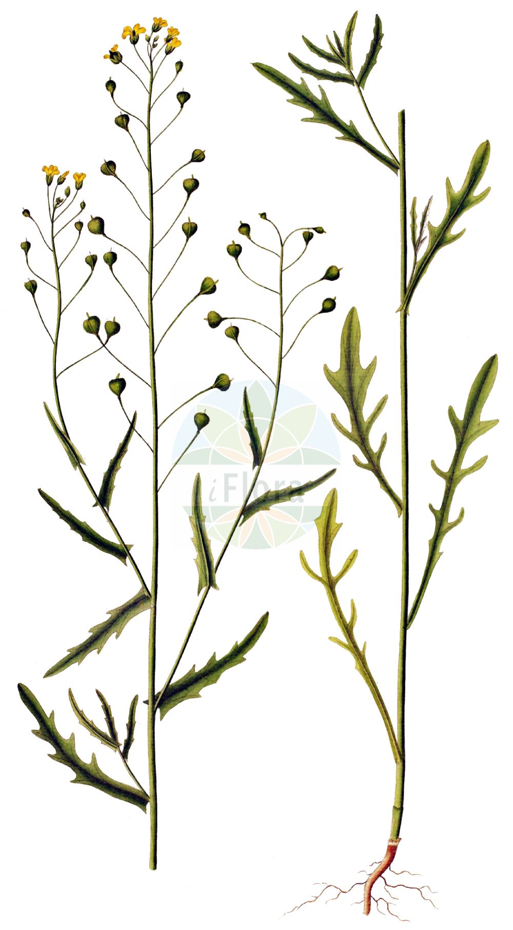Historische Abbildung von Camelina alyssum (Gezähnter Leindotter - Flat-seed False Flax). Das Bild zeigt Blatt, Bluete, Frucht und Same. ---- Historical Drawing of Camelina alyssum (Gezähnter Leindotter - Flat-seed False Flax). The image is showing leaf, flower, fruit and seed.(Camelina alyssum,Gezähnter Leindotter,Flat-seed False Flax,Camelina alyssum,Camelina dentata,Camelina foetida,Camelina linicola,Camelina macrocarpa,Camelina pinnatifida,Myagrum alyssum,Gezaehnter Leindotter,Flat-seed False Flax,Gold-of-Pleasure,Camelina,Leindotter,False Flax,Brassicaceae,Kreuzblütler,Cabbage family,Blatt,Bluete,Frucht,Same,leaf,flower,fruit,seed,Oeder (1761-1883))