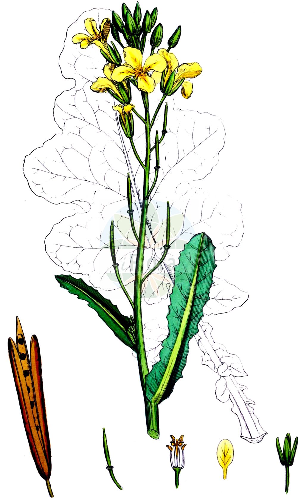 Historische Abbildung von Brassica oleracea (Gemüse-Kohl - Cabbage). Das Bild zeigt Blatt, Bluete, Frucht und Same. ---- Historical Drawing of Brassica oleracea (Gemüse-Kohl - Cabbage). The image is showing leaf, flower, fruit and seed.(Brassica oleracea,Gemüse-Kohl,Cabbage,Brassica oleracea,Gemuese-Kohl,Cabbage,Wild Cabbage,Brassica,Kohl,Brassicas,Brassicaceae,Kreuzblütler,Cabbage family,Blatt,Bluete,Frucht,Same,leaf,flower,fruit,seed,Sowerby (1790-1813))