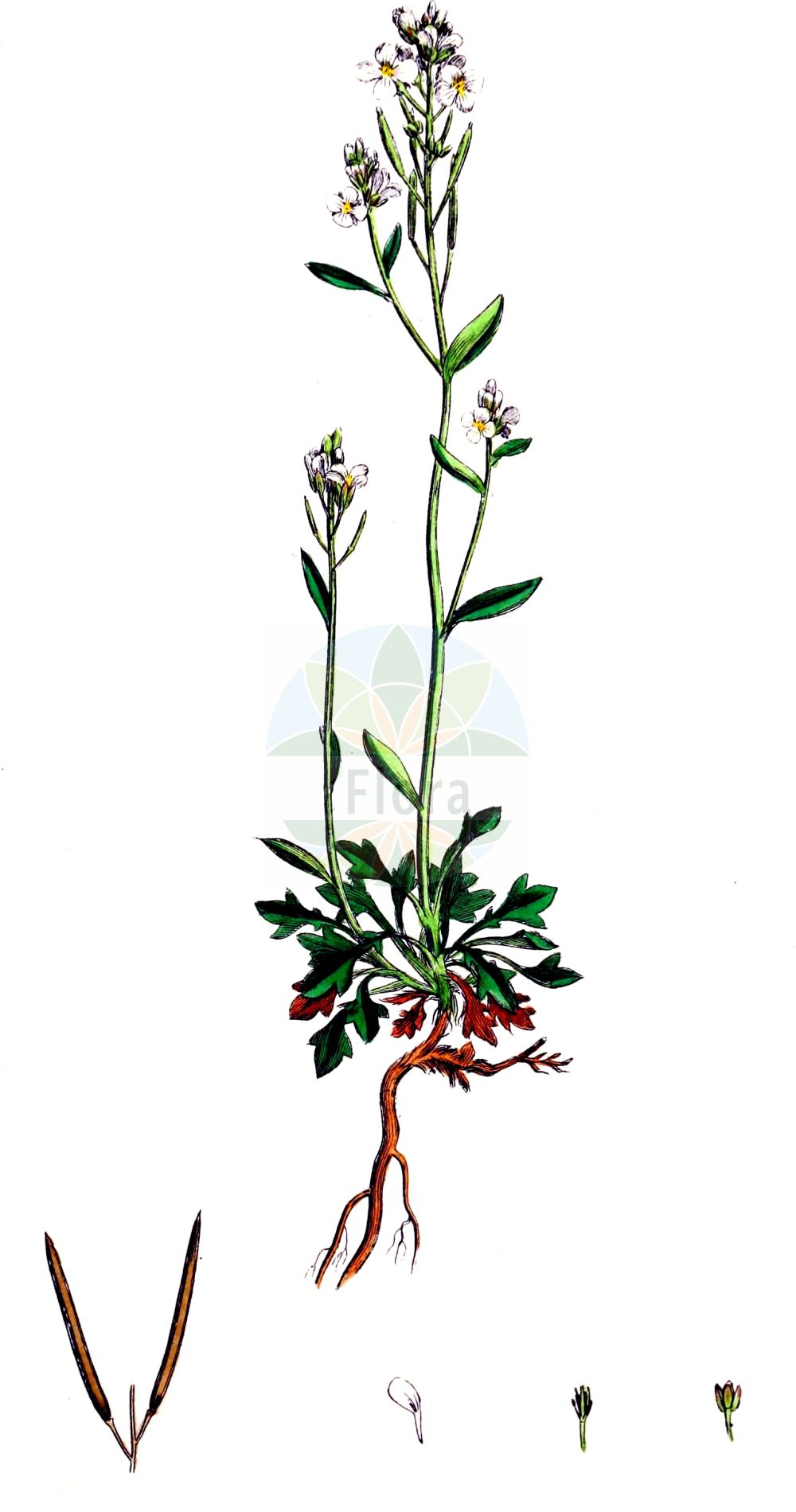 Historische Abbildung von Arabidopsis petraea (Felsen-Schmalwand - Lyrate Rockcress). Das Bild zeigt Blatt, Bluete, Frucht und Same. ---- Historical Drawing of Arabidopsis petraea (Felsen-Schmalwand - Lyrate Rockcress). The image is showing leaf, flower, fruit and seed.(Arabidopsis petraea,Felsen-Schmalwand,Lyrate Rockcress,Arabidopsis petraea,Arabis petraea,Arabis septentrionalis,Cardamine petraea,Cardaminopsis hispida,Cardaminopsis petraea,Cardaminopsis septentrionalis,Felsen-Schmalwand,Lyrate Rockcress,Arabidopsis,Schmalwand,Rockcress,Brassicaceae,Kreuzblütler,Cabbage family,Blatt,Bluete,Frucht,Same,leaf,flower,fruit,seed,Sowerby (1790-1813))