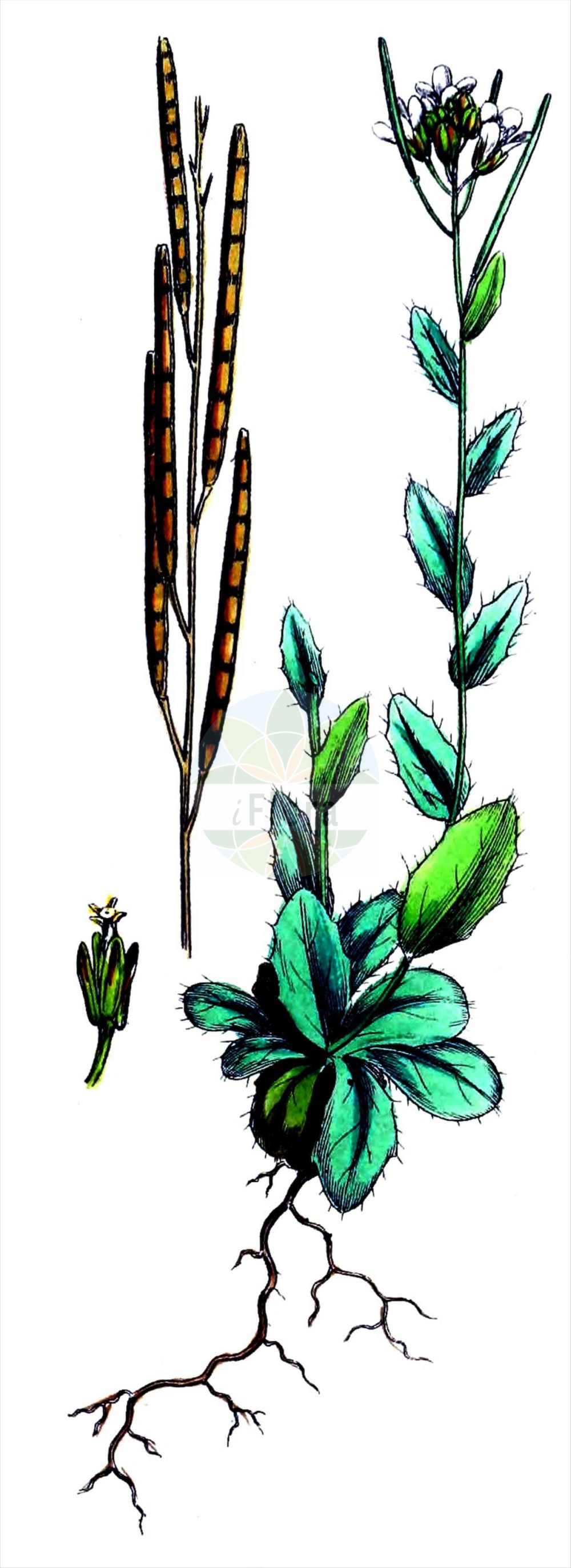 Historische Abbildung von Arabis ciliata (Doldige Gänsekresse - Corymbose Rockcress). Das Bild zeigt Blatt, Bluete, Frucht und Same. ---- Historical Drawing of Arabis ciliata (Doldige Gänsekresse - Corymbose Rockcress). The image is showing leaf, flower, fruit and seed.(Arabis ciliata,Doldige Gänsekresse,Corymbose Rockcress,Arabis arcuata,Arabis ciliata,Arabis corymbiflora,Dollineria ciliata,Doldige Gaensekresse,Corymbose Rockcress,Arabis,Gänsekresse,Rockcress,Brassicaceae,Kreuzblütler,Cabbage family,Blatt,Bluete,Frucht,Same,leaf,flower,fruit,seed,Sowerby (1790-1813))