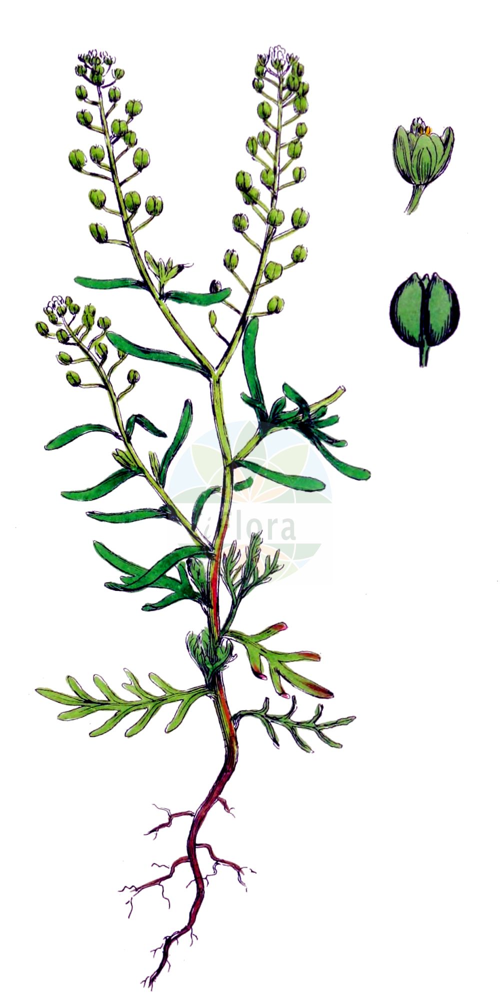 Historische Abbildung von Lepidium ruderale (Schutt-Kresse - Narrow-leaved Pepperwort). Das Bild zeigt Blatt, Bluete, Frucht und Same. ---- Historical Drawing of Lepidium ruderale (Schutt-Kresse - Narrow-leaved Pepperwort). The image is showing leaf, flower, fruit and seed.(Lepidium ruderale,Schutt-Kresse,Narrow-leaved Pepperwort,Lepidium ambiguum,Lepidium ruderale,Schutt-Kresse,Weg-Kresse,Narrow-leaved Pepperwort,Narrow-leaf Pepperweed,Roadside Pepperweed,Narrow-leaved Cress,Peppercress,Rubbish Pepperwort,Lepidium,Kresse,Pepperweed,Brassicaceae,Kreuzblütler,Cabbage family,Blatt,Bluete,Frucht,Same,leaf,flower,fruit,seed,Sowerby (1790-1813))