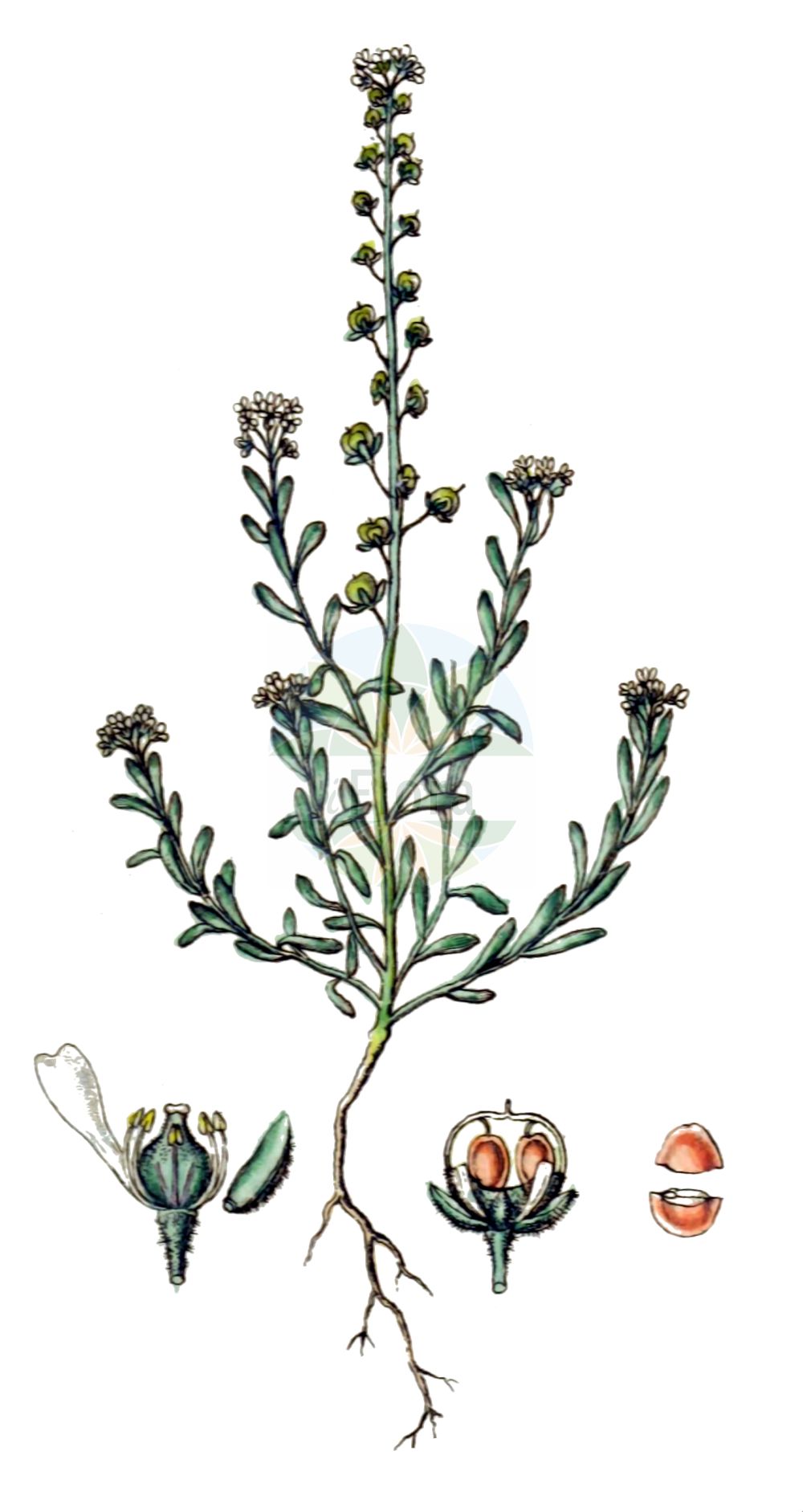 Historische Abbildung von Alyssum alyssoides (Kelch-Steinkraut - Small Alison). Das Bild zeigt Blatt, Bluete, Frucht und Same. ---- Historical Drawing of Alyssum alyssoides (Kelch-Steinkraut - Small Alison). The image is showing leaf, flower, fruit and seed.(Alyssum alyssoides,Kelch-Steinkraut,Small Alison,Adyseton alyssoides,Alyssum alsinifolium,Alyssum alyssoides,Alyssum arvaticum,Alyssum calycinum,Alyssum campestre,Alyssum conglobatum,Alyssum erraticum,Alyssum fontqueri,Alyssum micropetalum,Alyssum minus,Alyssum phymatocarpum,Alyssum polyodon,Alyssum ruderale,Alyssum sabulosum,Alyssum schlosseri,Alyssum sublineare,Alyssum vagum,Clypeola alyssoides,Clypeola campestris,Psilonema calycinum,Psilonema calycinum var. depressum,Kelch-Steinkraut,Small Alison,Pale Alison,Pale Madwort,Small Alyssum,Yellow Alyssum,Alyssum,Steinkraut,Alison,Brassicaceae,Kreuzblütler,Cabbage family,Blatt,Bluete,Frucht,Same,leaf,flower,fruit,seed,Sturm (1796f))