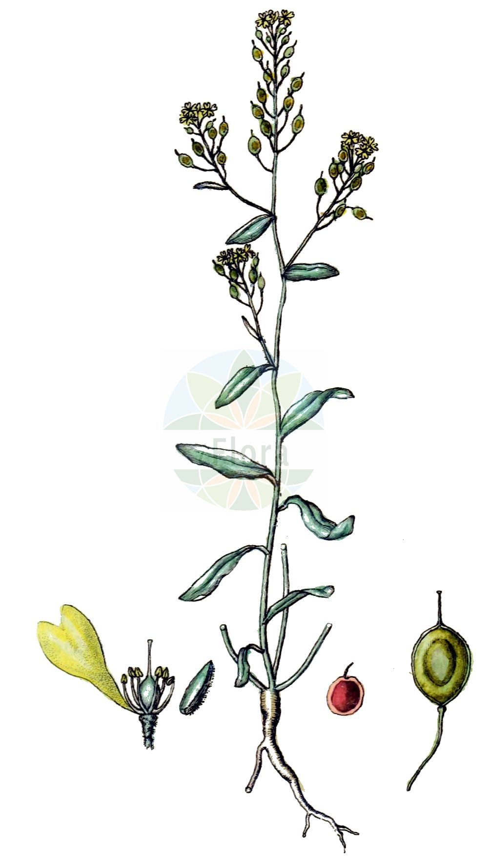 Historische Abbildung von Aurinia petraea. Das Bild zeigt Blatt, Bluete, Frucht und Same. ---- Historical Drawing of Aurinia petraea. The image is showing leaf, flower, fruit and seed.(Aurinia petraea,Adyseton gemonense,Alyssum brasii,Alyssum edentulum,Alyssum gemonense,Alyssum microcarpum,Alyssum petraeum,Anodontea edentula,Aurinia microcarpa,Aurinia petraea,Vesicaria microcarpa,Aurinia,Steinkraut,Alison,Brassicaceae,Kreuzblütler,Cabbage family,Blatt,Bluete,Frucht,Same,leaf,flower,fruit,seed,Sturm (1796f))