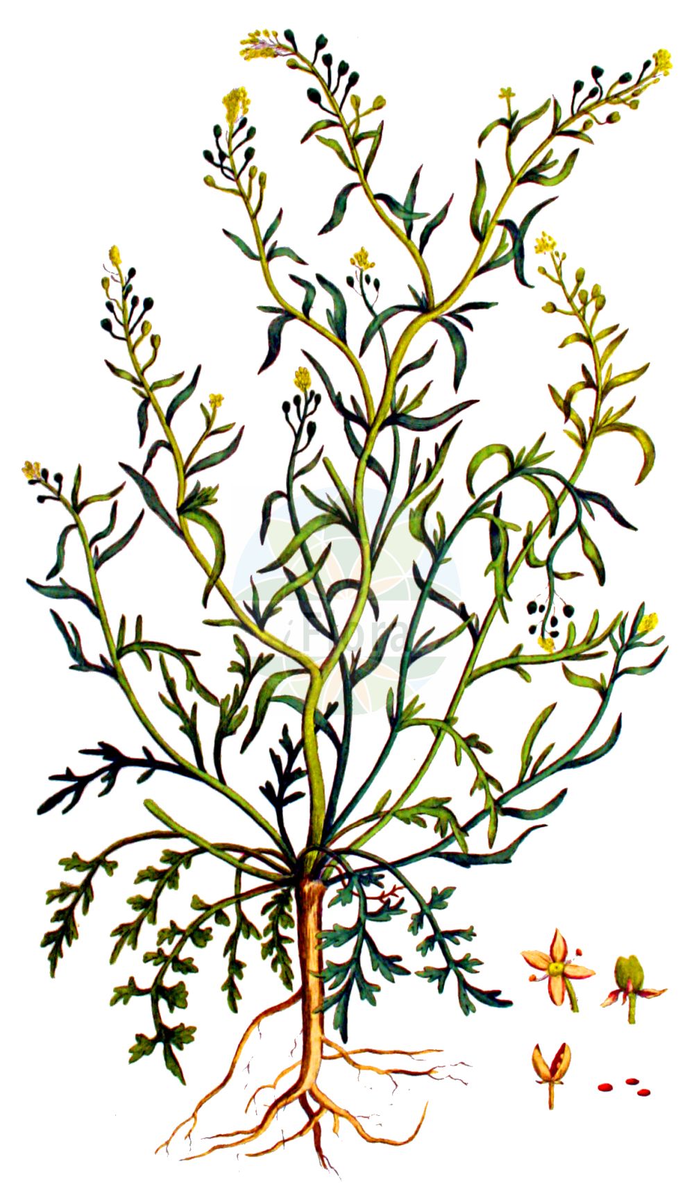 Historische Abbildung von Lepidium ruderale (Schutt-Kresse - Narrow-leaved Pepperwort). Das Bild zeigt Blatt, Bluete, Frucht und Same. ---- Historical Drawing of Lepidium ruderale (Schutt-Kresse - Narrow-leaved Pepperwort). The image is showing leaf, flower, fruit and seed.(Lepidium ruderale,Schutt-Kresse,Narrow-leaved Pepperwort,Lepidium ambiguum,Lepidium ruderale,Schutt-Kresse,Weg-Kresse,Narrow-leaved Pepperwort,Narrow-leaf Pepperweed,Roadside Pepperweed,Narrow-leaved Cress,Peppercress,Rubbish Pepperwort,Lepidium,Kresse,Pepperweed,Brassicaceae,Kreuzblütler,Cabbage family,Blatt,Bluete,Frucht,Same,leaf,flower,fruit,seed,Kops (1800-1934))