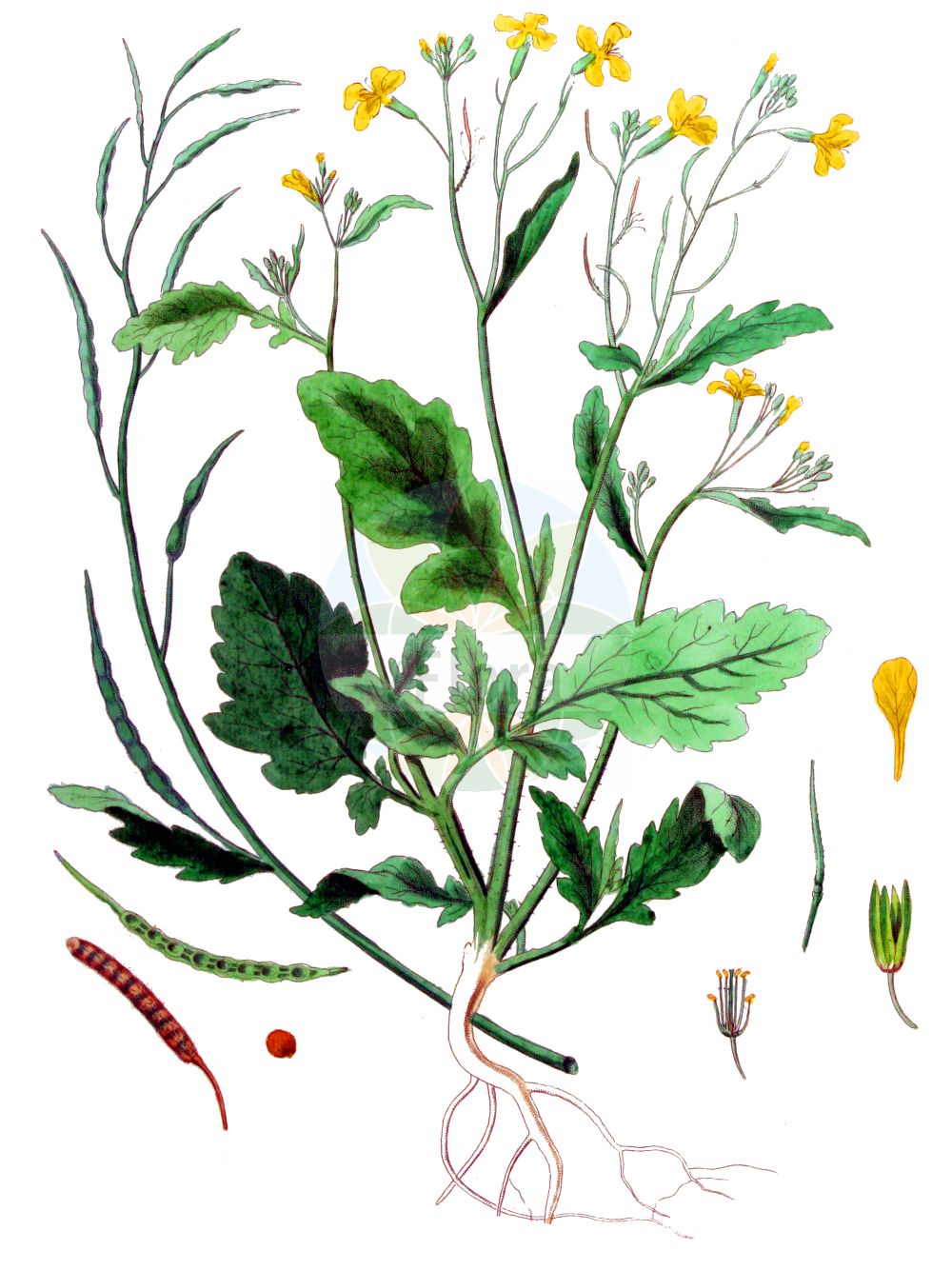 Historische Abbildung von Raphanus raphanistrum (Acker-Rettich - Jointed Charlock). Das Bild zeigt Blatt, Bluete, Frucht und Same. ---- Historical Drawing of Raphanus raphanistrum (Acker-Rettich - Jointed Charlock). The image is showing leaf, flower, fruit and seed.(Raphanus raphanistrum,Acker-Rettich,Jointed Charlock,Raphanistrum arvense,Raphanus raphanistrum,Raphanus sylvestris,Acker-Rettich,Hederich,Jointed Charlock,Runch,Wild Radish,Raphanus,Hederich,Radish,Brassicaceae,Kreuzblütler,Cabbage family,Blatt,Bluete,Frucht,Same,leaf,flower,fruit,seed,Kops (1800-1934))