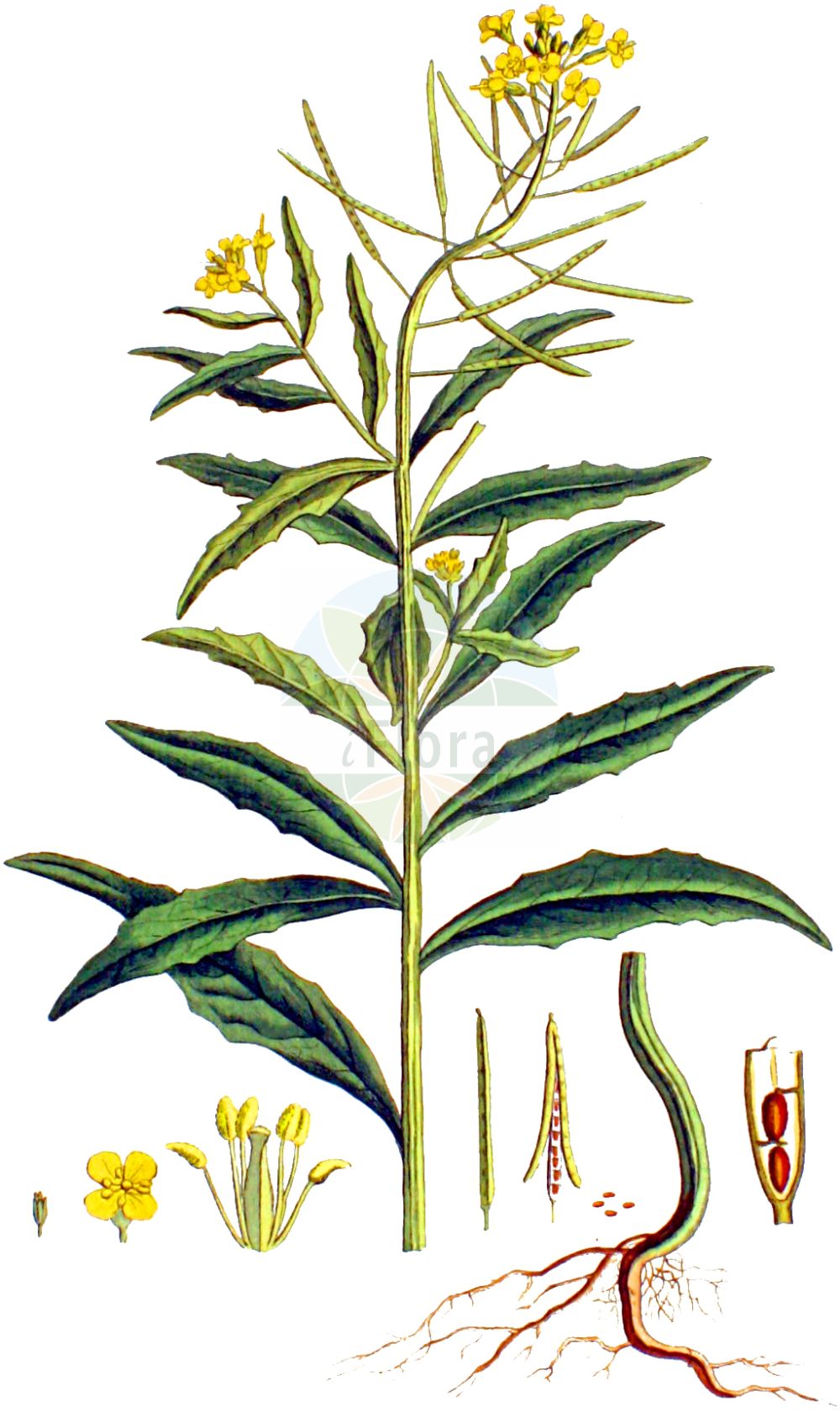 Historische Abbildung von Erysimum cheiranthoides (Acker-Schöterich - Treacle-mustard). Das Bild zeigt Blatt, Bluete, Frucht und Same. ---- Historical Drawing of Erysimum cheiranthoides (Acker-Schöterich - Treacle-mustard). The image is showing leaf, flower, fruit and seed.(Erysimum cheiranthoides,Acker-Schöterich,Treacle-mustard,Erysimum cheiranthoides,Acker-Schoeterich,Acker-Schotendotter,Treacle-mustard,Wormseed Wallflower,Wallflower Mustard,Wormseed Mustard,Erysimum,Schöterich,Wallflower,Brassicaceae,Kreuzblütler,Cabbage family,Blatt,Bluete,Frucht,Same,leaf,flower,fruit,seed,Kops (1800-1934))