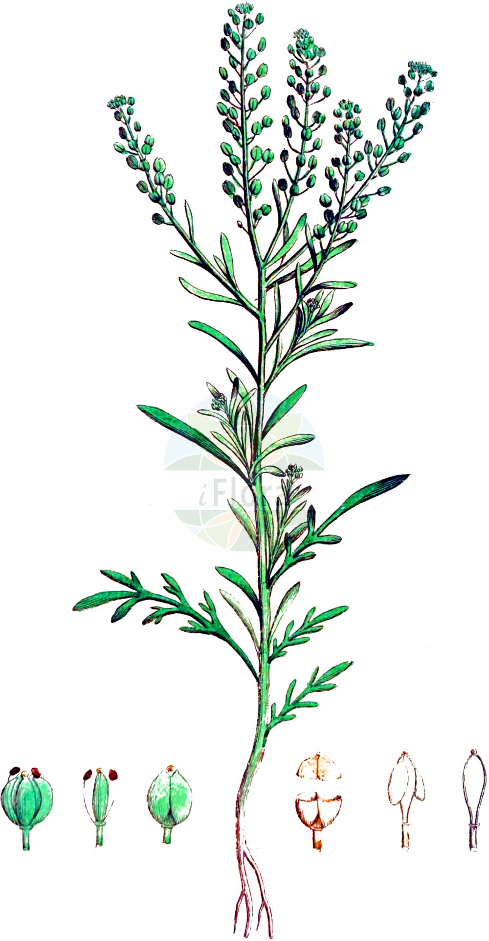 Historische Abbildung von Lepidium ruderale (Schutt-Kresse - Narrow-leaved Pepperwort). Das Bild zeigt Blatt, Bluete, Frucht und Same. ---- Historical Drawing of Lepidium ruderale (Schutt-Kresse - Narrow-leaved Pepperwort). The image is showing leaf, flower, fruit and seed.(Lepidium ruderale,Schutt-Kresse,Narrow-leaved Pepperwort,Lepidium ambiguum,Lepidium ruderale,Schutt-Kresse,Weg-Kresse,Narrow-leaved Pepperwort,Narrow-leaf Pepperweed,Roadside Pepperweed,Narrow-leaved Cress,Peppercress,Rubbish Pepperwort,Lepidium,Kresse,Pepperweed,Brassicaceae,Kreuzblütler,Cabbage family,Blatt,Bluete,Frucht,Same,leaf,flower,fruit,seed,Svensk Botanik (Svensk Botanik))
