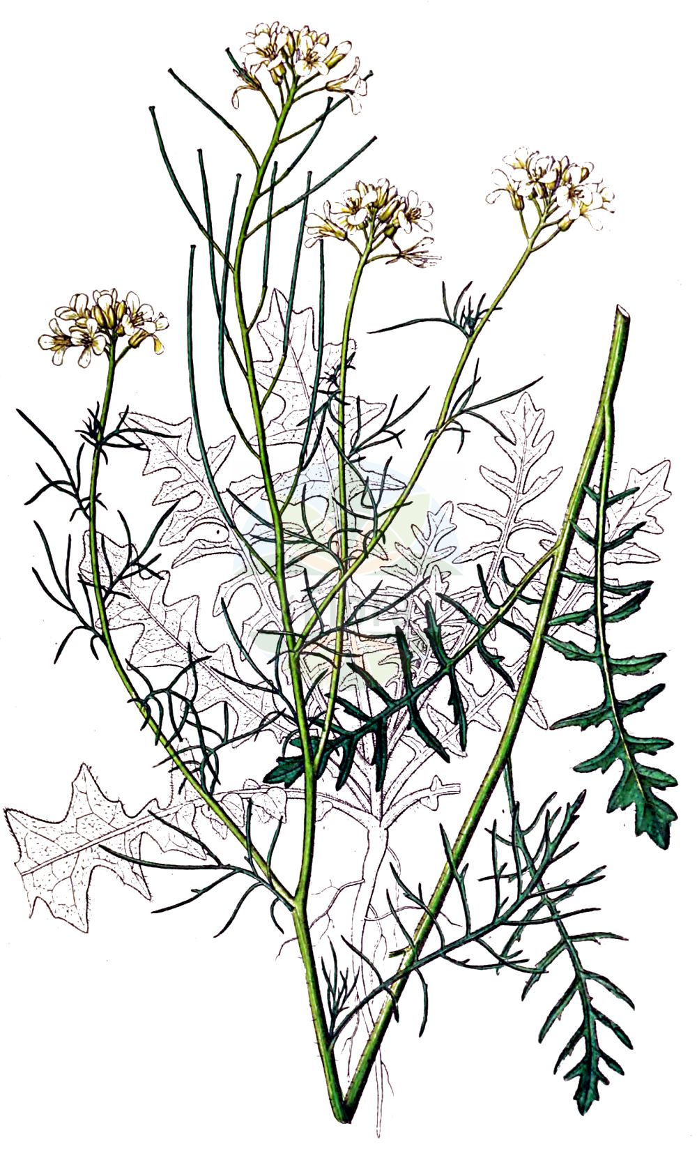 Historische Abbildung von Sisymbrium altissimum (Ungarische Rauke - Tall Rocket). Das Bild zeigt Blatt, Bluete, Frucht und Same. ---- Historical Drawing of Sisymbrium altissimum (Ungarische Rauke - Tall Rocket). The image is showing leaf, flower, fruit and seed.(Sisymbrium altissimum,Ungarische Rauke,Tall Rocket,Sisymbrium altissimum,Sisymbrium pannonicum,Sisymbrium sinapistrum,Ungarische Rauke,Riesen-Rauke,Tall Rocket,Jim Hill Mustard,Tall Tumblemustard,Tumble Mustard,Sisymbrium,Rauke,Hedgemustard,Brassicaceae,Kreuzblütler,Cabbage family,Blatt,Bluete,Frucht,Same,leaf,flower,fruit,seed,Dietrich (1833-1844))