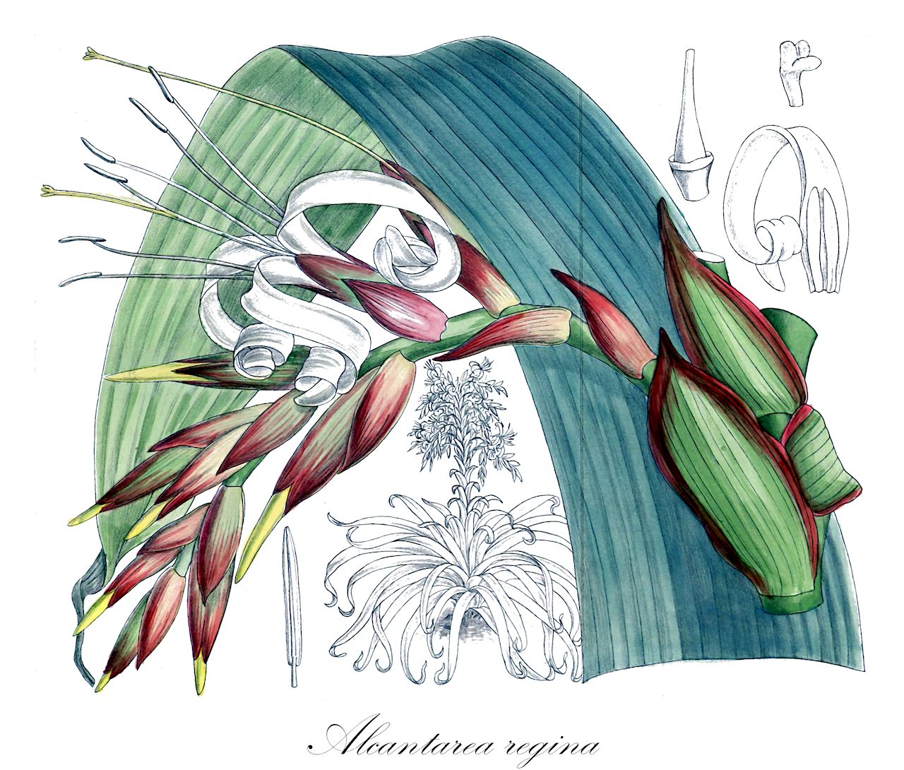 Alcantarea regina - Bromeliaceae,Plantae,Pteridobiotina,Angiosperms,Poales,Bromeliaceae,Alcantarea,Alcantarea regina,Alcantarea edmundoi, Tillandsia regina, Vriesea blokii, Vriesea edmundoi, Vriesea hillegeeriana, Vriesea regina