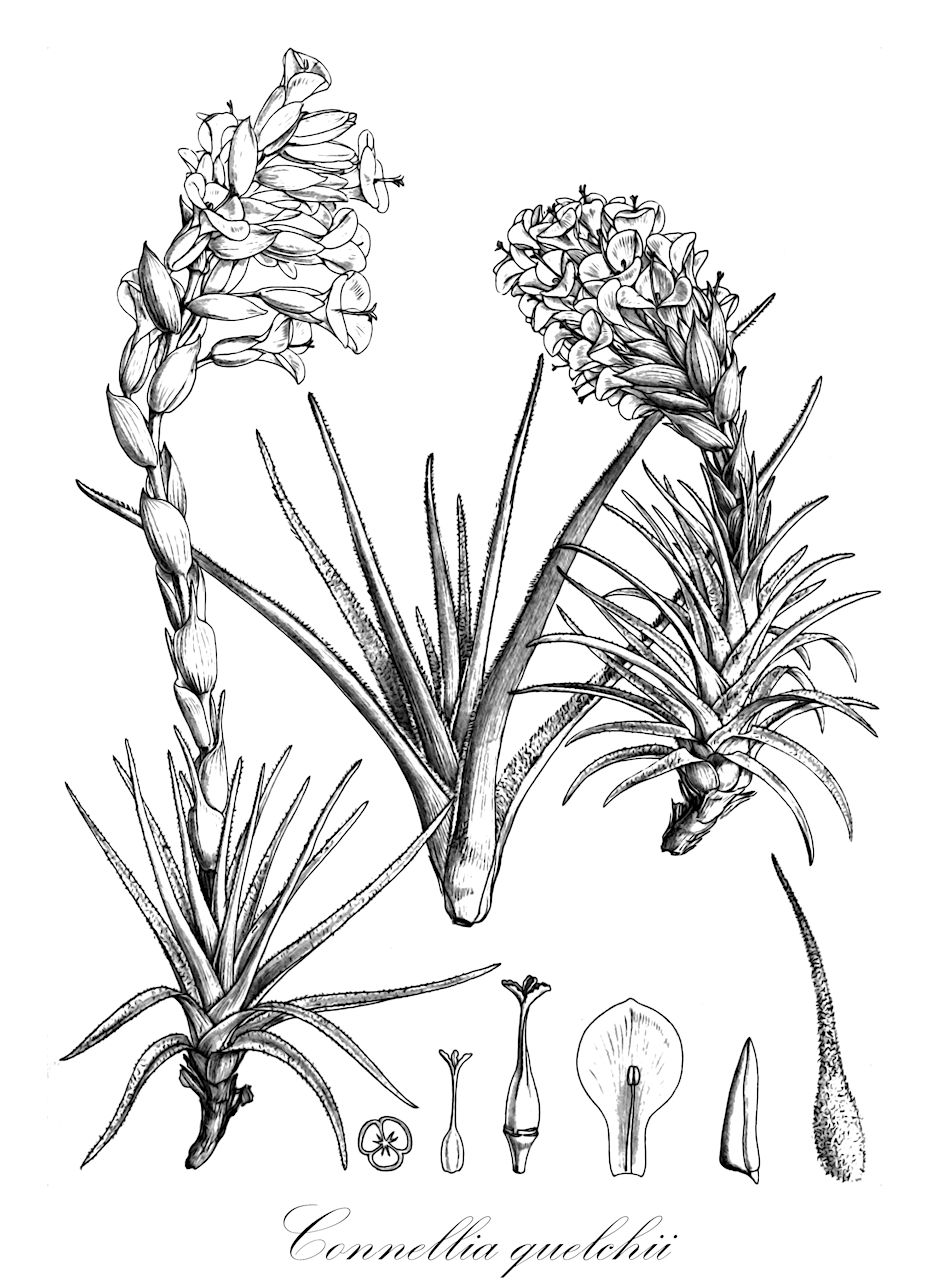 Connellia quelchii - Bromeliaceae,Plantae,Pteridobiotina,Angiosperms,Poales,Bromeliaceae,Connellia,Connellia quelchii,Puya quelchii, Puya roraimae