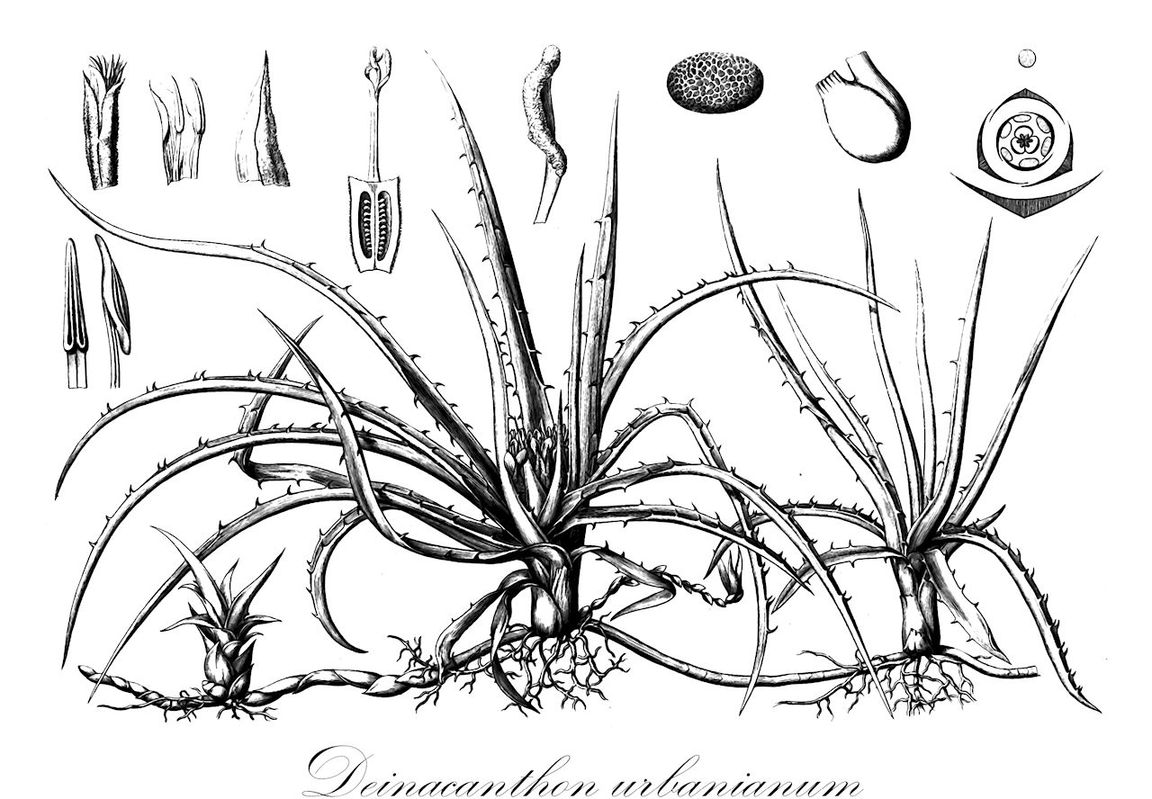 Deinacanthon urbanianum - Bromeliaceae,Plantae,Pteridobiotina,Angiosperms,Poales,Bromeliaceae,Deinacanthon,Deinacanthon urbanianum,Bromelia urbaniana, Deinacanthum urbanianum, Rhodostachys urbaniana