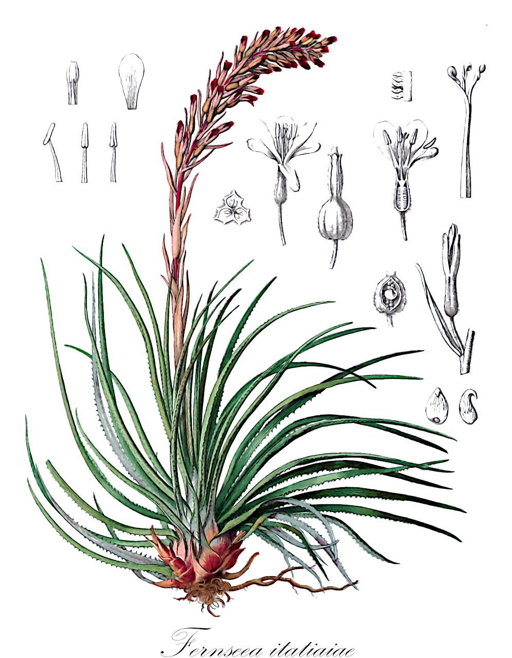 Fernseea itatiaiae - Bromeliaceae,Plantae,Pteridobiotina,Angiosperms,Poales,Bromeliaceae,Fernseea,Fernseea itatiaiae,Aechmea stenophylla, Bromelia itatiaiae