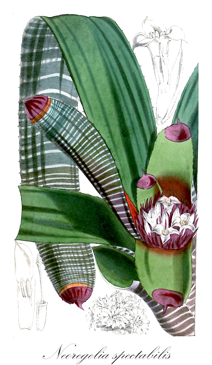 Neoregelia spectabilis - Bromeliaceae,Plantae,Pteridobiotina,Angiosperms,Poales,Bromeliaceae,Neoregelia,Neoregelia spectabilis,Aregelia spectabilis, Karatas spectabilis, Nidularium eximium, Nidularium spectabile, Regelia spectabilis