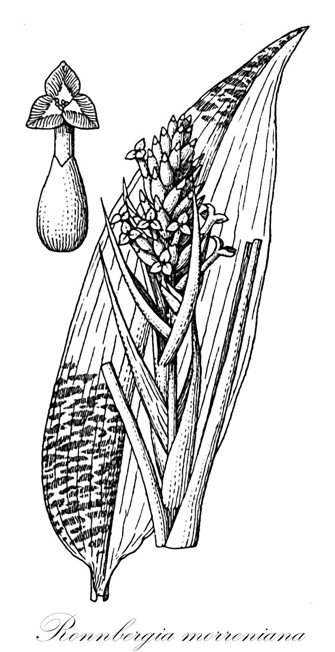 Ronnbergia morreniana - Bromeliaceae,Plantae,Pteridobiotina,Angiosperms,Poales,Bromeliaceae,Ronnbergia,Ronnbergia morreniana,Disteganthus morreneus, Disteganthus morrenianus