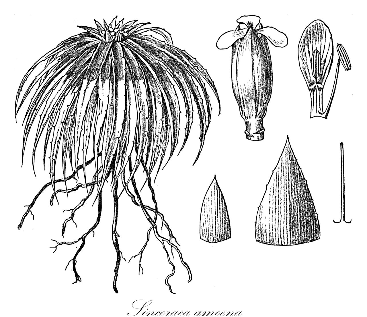 Sincoraea amoena - Bromeliaceae,Plantae,Pteridobiotina,Angiosperms,Poales,Bromeliaceae,Sincoraea,Sincoraea amoena,Orthophytum amoenum