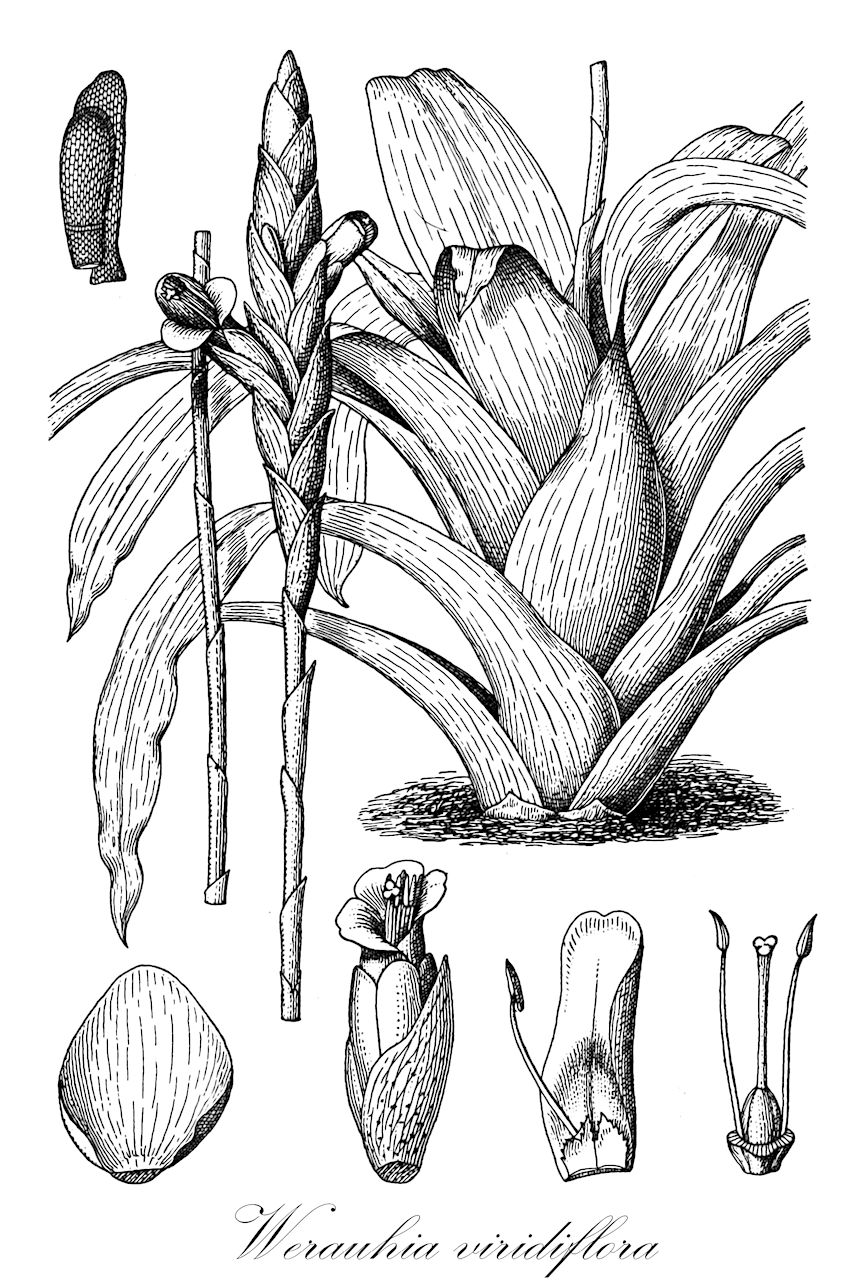 Werauhia viridiflora - Bromeliaceae,Plantae,Pteridobiotina,Angiosperms,Poales,Bromeliaceae,Werauhia,Werauhia viridiflora,Pitcairnia viridiflora, Tillandsia viminalis, Vriesea brachyphylla, Vriesea viminalis, Vriesea viridiflora