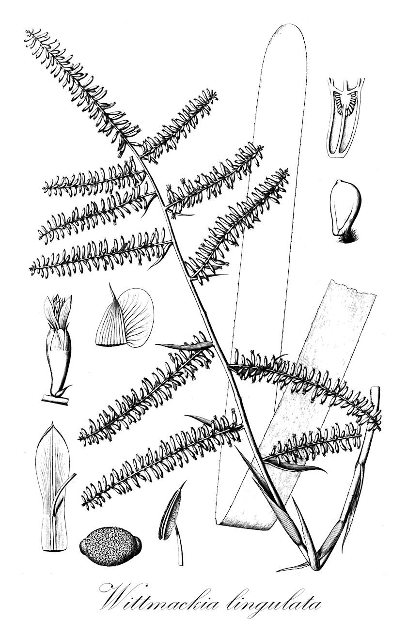 Wittmackia lingulata - Bromeliaceae,Plantae,Pteridobiotina,Angiosperms,Poales,Bromeliaceae,Wittmackia,Wittmackia lingulata,Aechmea lingulata, Aechmea lingulata var. lingulata, Aechmea odora, Aechmea plumieri, Aechmea poeppigii, Aechmea surinamensis, Billbergia odora, Bromelia lingularia, Bromelia lingulata, Chevaliera lingulata, Hohenbergia odora, Hoplophytum lingulatum, Lamprococcus ramosus, Wittmackia glaziovii, Wittmackia odora, Wittmackia poeppigii