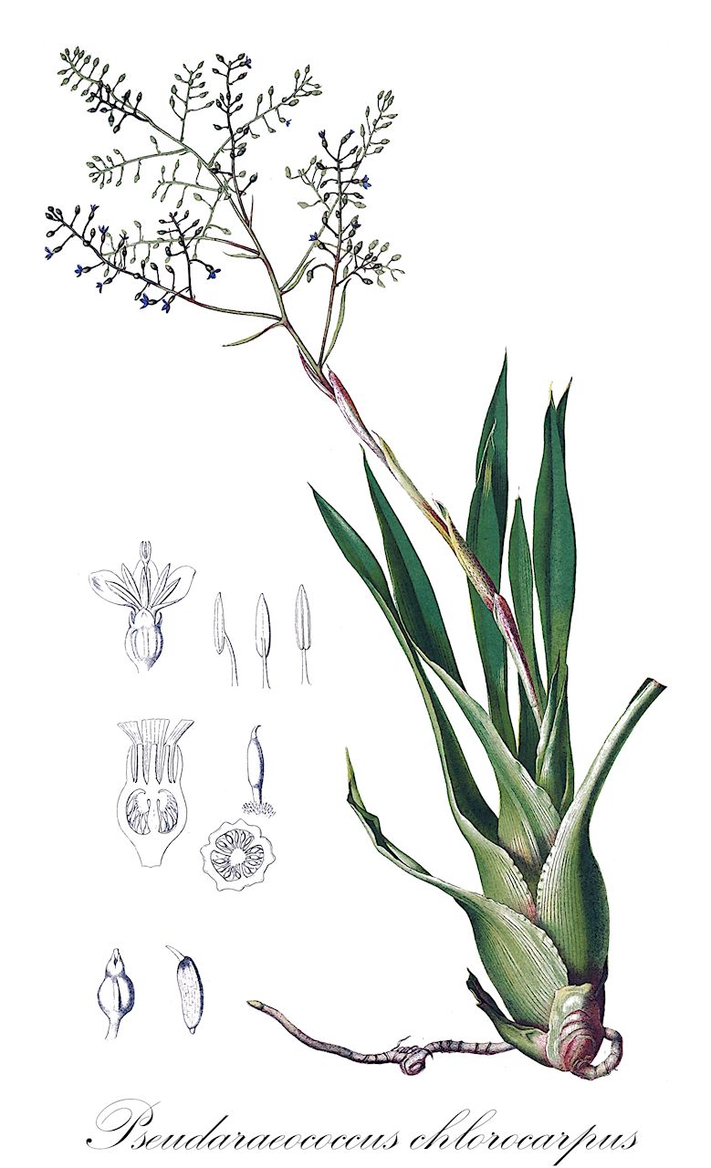 Pseudaraeococcus chlorocarpus - Bromeliaceae,Plantae,Pteridobiotina,Angiosperms,Poales,Bromeliaceae,Pseudaraeococcus,Pseudaraeococcus chlorocarpus,Araeococcus chlorocarpus, Lamprococcus chlorocarpus