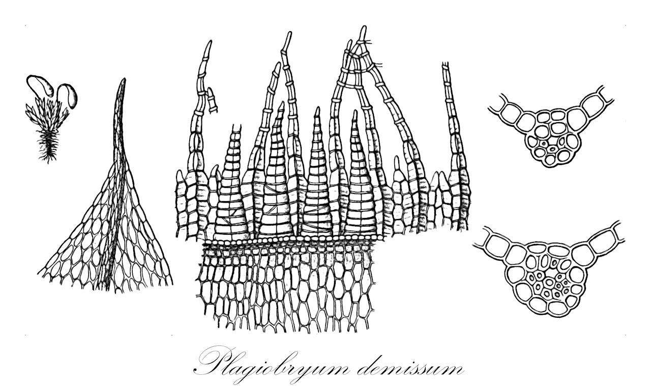 Plagiobryum demissum - Bryaceae,Plantae,Bryobiotina,Bryophyta,Bryopsida,Bryidae,Bryanae,Bryales,Bryaceae,Plagiobryum,Plagiobryum demissum,Bryum demissum, Bryum flaccum, Cladodium demissum, Meesia demissa, Pohlia demissa, Ptychostomum demissum, Timmia demissa, Zieria demissa