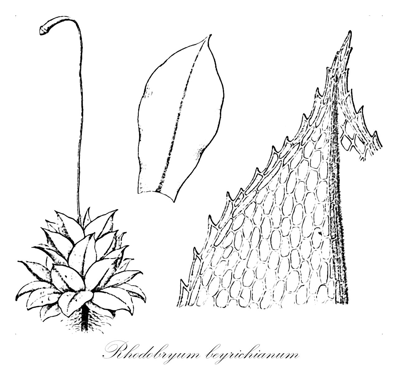 Rhodobryum beyrichianum - Bryaceae,Plantae,Bryobiotina,Bryophyta,Bryopsida,Bryidae,Bryanae,Bryales,Bryaceae,Rhodobryum,Rhodobryum beyrichianum,Bryum altopedunculatum, Bryum antillarum var. costaricense, Bryum beyrichianum, Bryum hieronymi, Bryum latocuspidatum var. diaphanulum, Bryum lorentzianum, Bryum roseolum, Bryum swartzianum, Bryum verticillatum, Mnium beyrichianum, Rhodobryum altopenduculatum, Rhodobryum hieronymi, Rhodobryum latocuspidatum var. diaphanulum, Rhodobryum levieri, Rhodobryum lorentzianum, Rhodobryum majus, Rhodobryum roseolum, Rhodobryum subverticillatum var. leptoloma, Rhodobryum swartzianum, Rhodobryum verticillatum