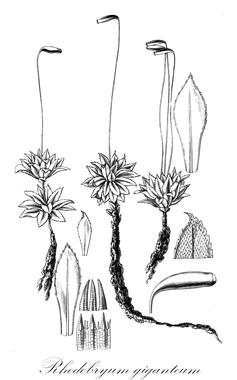 Rhodobryum giganteum - Bryaceae,Plantae,Bryobiotina,Bryophyta,Bryopsida,Bryidae,Bryanae,Bryales,Bryaceae,Rhodobryum,Rhodobryum giganteum,Bryum giganteum, Bryum pseudogiganteum, Bryum roseum var. giganteum, Bryum sollyanum, Mnium giganteum, Polla rosea var. gigantea, Rhodobryum pseudogiganteum