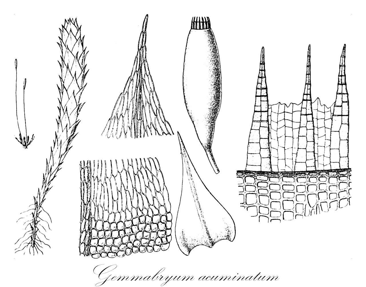 Gemmabryum acuminatum - Bryaceae,Plantae,Bryobiotina,Bryophyta,Bryopsida,Bryidae,Bryanae,Bryales,Bryaceae,Gemmabryum,Gemmabryum acuminatum,Brachymenium acuminatum, Brachymenium altipes, Brachymenium aureonitens, Brachymenium auriculatum, Brachymenium borgenianum, Brachymenium cuspidatum, Brachymenium densifolium, Brachymenium dusenii, Brachymenium ellipticum, Brachymenium extenuatum, Brachymenium fabronioides, Brachymenium fabronioides var. densirete, Brachymenium filescens, Brachymenium flaccidisetum, Brachymenium hyalinum, Brachymenium lonchopus, Brachymenium maclaudii, Brachymenium maclaudii var. procerum, Brachymenium meyenianum var. ellipticum, Brachymenium mielichhoferioides, Brachymenium myurelloides, Brachymenium pallido-julaceum, Brachymenium squarrosulum, Brachymenium welwitschii, Brachythecium maclaudii, Bryum auriculatum, Bryum borgenianum, Bryum ellipticum, Bryum extenuatum, Bryum fabronioides, Bryum flaccidisetum, Bryum harveyanum, Bryum mielichhoferioides, Bryum multicaule, Bryum myurelloides, Bryum pallidojulaceum, Bryum pungens, Bryum sericeum, Bryum sericeum var. denticulatum, Bryum squarrosulum, Bryum subsericeum, Bryum welwitschii, Mielichhoferia densifolia, Mielichhoferia squarrulosa, Mielichhoferia squarrulosa var. fragilis, Osculatia acuminata, Pohlia myurella