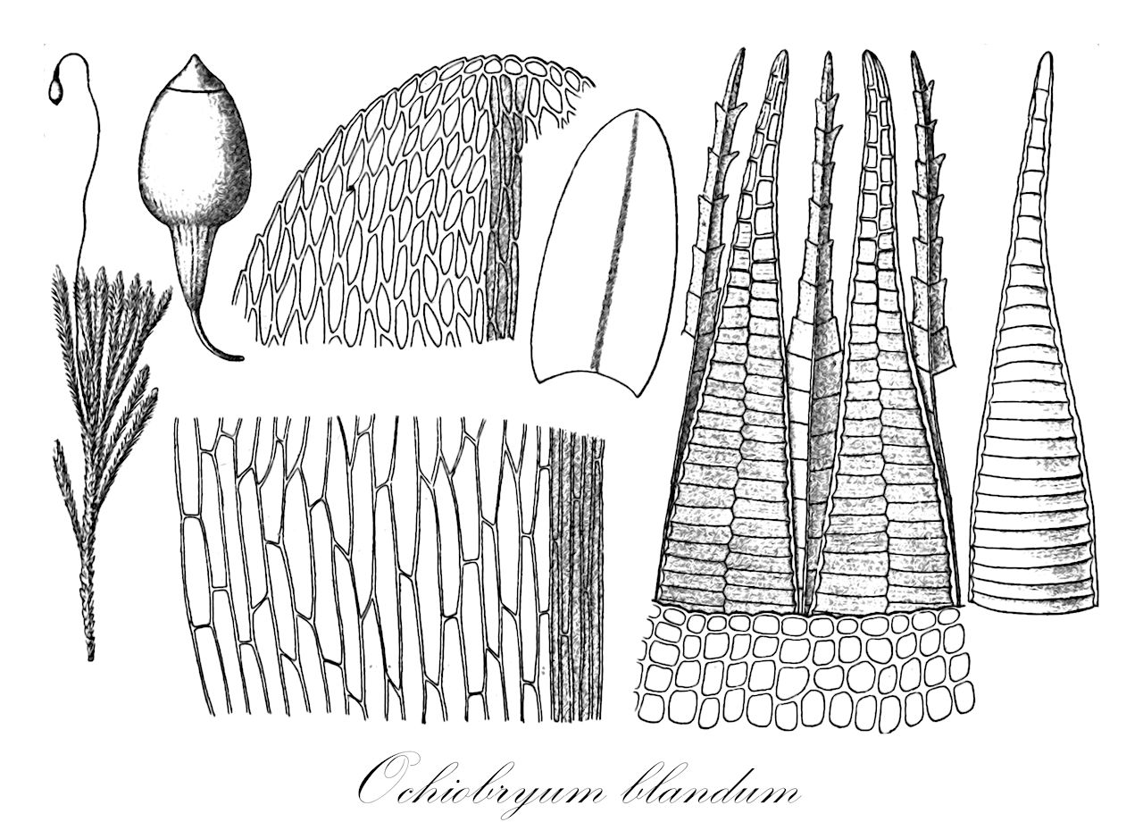 Ochiobryum blandum - Bryaceae,Plantae,Bryobiotina,Bryophyta,Bryopsida,Bryidae,Bryanae,Bryales,Bryaceae,Ochiobryum,Ochiobryum blandum,Amblystegium oblongifolium, Bryum blandum, Bryum blandum subsp. blandum, Bryum blandum var. luridum, Bryum consimile, Bryum oblongifolium, Calliergon laxirete, Hypnum oblongifolium, Imbribryum blandum