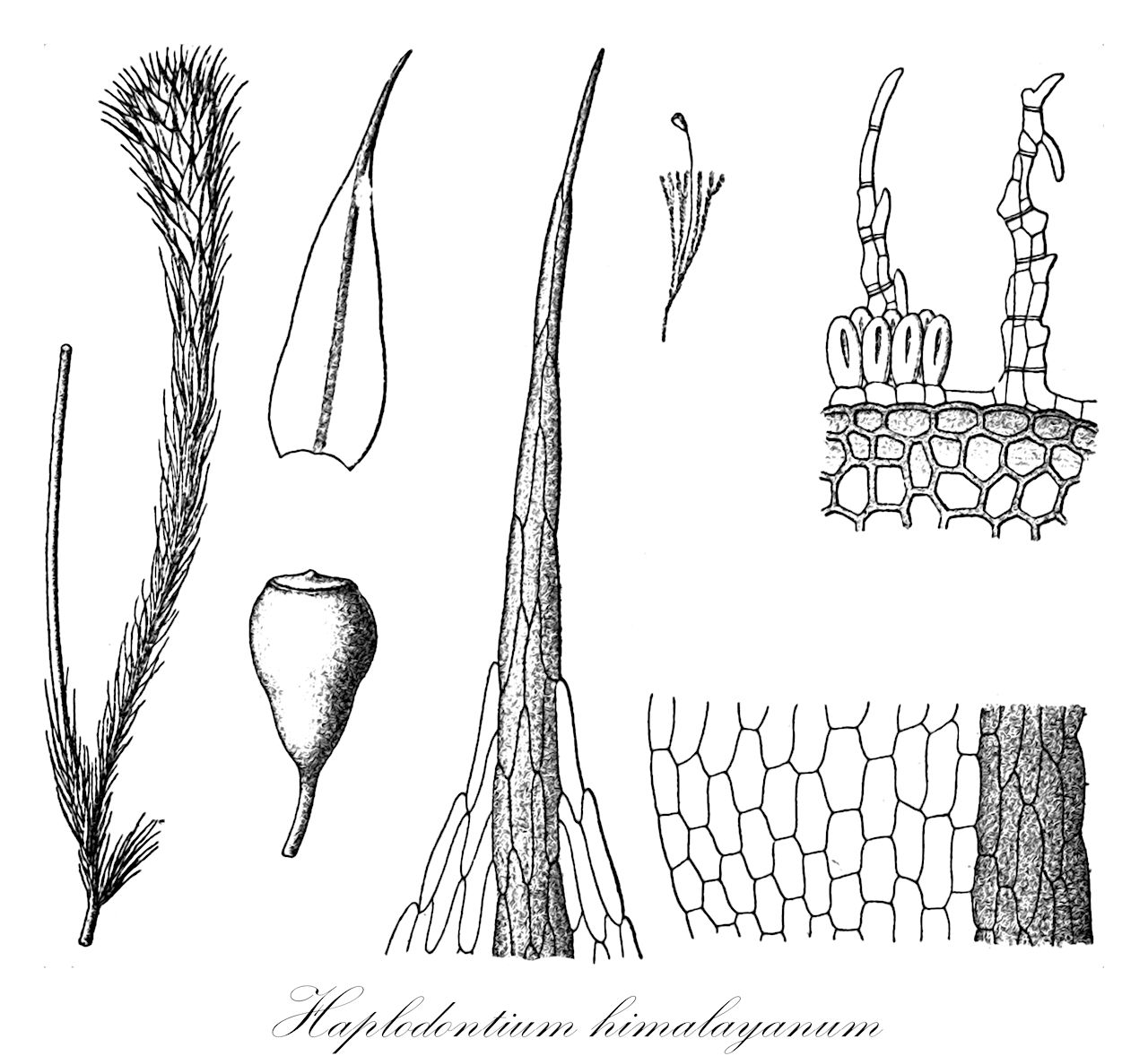 Haplodontium himalayanum - Bryaceae,Plantae,Bryobiotina,Bryophyta,Bryopsida,Bryidae,Bryanae,Bryales,Bryaceae,Haplodontium,Haplodontium himalayanum,Bryum caucasicum, Mielichhoferia caucasica, Mielichhoferia himalayana