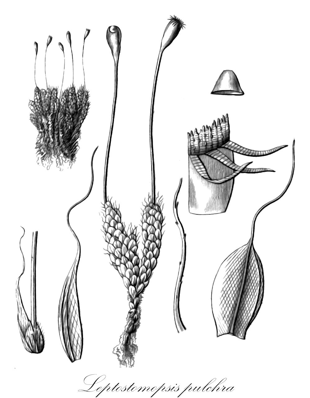 Leptostomopsis pulchra - Bryaceae,Plantae,Bryobiotina,Bryophyta,Bryopsida,Bryidae,Bryanae,Bryales,Bryaceae,Leptostomopsis,Leptostomopsis pulchra,Brachymenium argenteum, Brachymenium julaceum, Brachymenium koratranum, Brachymenium pulchrum, Brachymenium pulchrum var. subsphaericum, Bryum koratranum, Bryum leloutrei, Bryum pulchrum