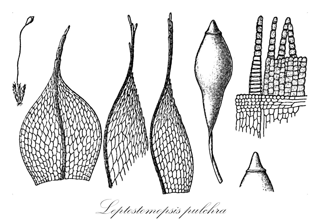 Leptostomopsis pulchra - Bryaceae,Plantae,Bryobiotina,Bryophyta,Bryopsida,Bryidae,Bryanae,Bryales,Bryaceae,Leptostomopsis,Leptostomopsis pulchra,Brachymenium argenteum, Brachymenium julaceum, Brachymenium koratranum, Brachymenium pulchrum, Brachymenium pulchrum var. subsphaericum, Bryum koratranum, Bryum leloutrei, Bryum pulchrum