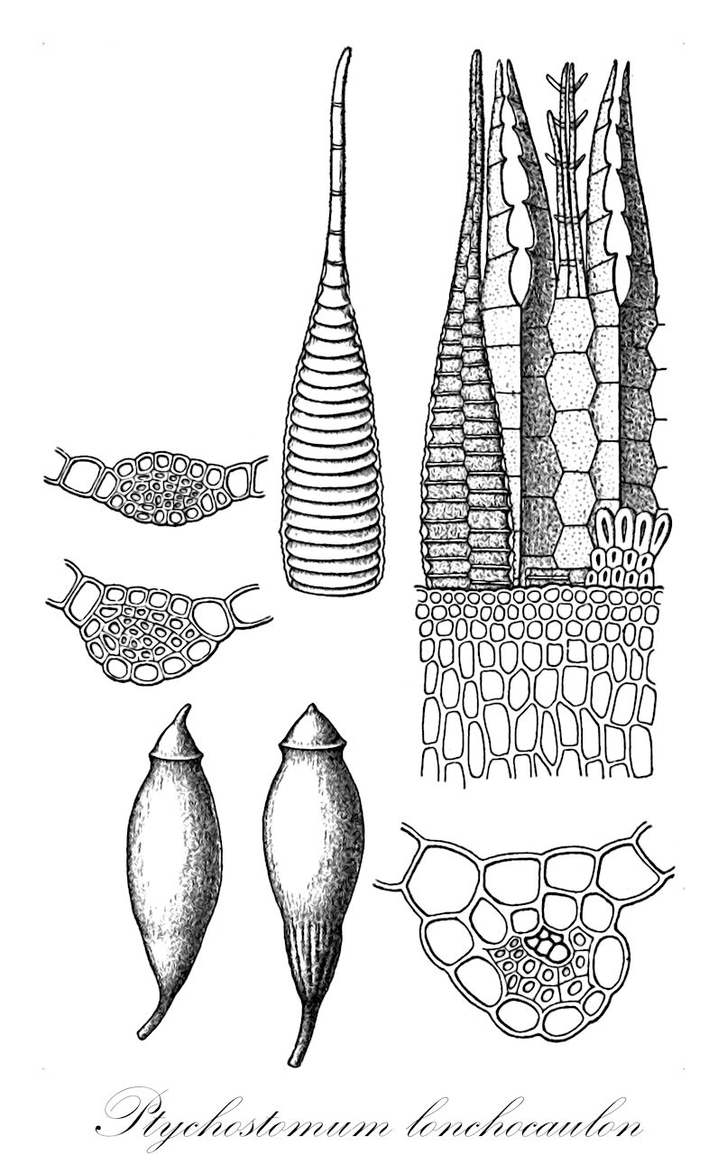 Ptychostomum lonchocaulon - Bryaceae,Plantae,Bryobiotina,Bryophyta,Bryopsida,Bryidae,Bryanae,Bryales,Bryaceae,Ptychostomum,Ptychostomum lonchocaulon,Bryum affine subsp. cuspidulatum, Bryum affine var. cirrhatum, Bryum affine var. cylindricum, Bryum affine var. jurense, Bryum affine var. urnigerum, Bryum androgynum, Bryum bimum f. leucolomatum, Bryum bimum subsp. cirrhatum, Bryum bimum var. jurense, Bryum bimum var. lonchocaulon, Bryum bimum var. pallidocuspidatum, Bryum bimum var. ruthei, Bryum caespiticium var. cirrhatum, Bryum cirrhatum, Bryum cirrhatum f. bicolor, Bryum cirrhatum f. cylindricum, Bryum cirrhatum f. longicollum, Bryum cirrhatum f. macrocarpum, Bryum cirrhatum f. megalosporum, Bryum cirrhatum f. ovatifolium, Bryum cirrhatum f. ovikense, Bryum cirrhatum f. pallidum, Bryum cirrhatum f. paludosum, Bryum cirrhatum f. prokopii, Bryum cirrhatum f. tectorum, Bryum cirrhatum f. urnigerum, Bryum cirrhatum subsp. arctophilum, Bryum cirrhatum subsp. argaeum, Bryum cirrhatum subsp. codonomorphum, Bryum cirrhatum subsp. eurynotum, Bryum cirrhatum subsp. familleri, Bryum cirrhatum subsp. forsellii, Bryum cirrhatum subsp. fridigum, Bryum cirrhatum subsp. frostvikense, Bryum cirrhatum subsp. holubyanum, Bryum cirrhatum subsp. homophorium, Bryum cirrhatum subsp. lampropyxis, Bryum cirrhatum subsp. latifrons, Bryum cirrhatum subsp. leptomorphum, Bryum cirrhatum subsp. loeskeanum, Bryum cirrhatum subsp. microlacustre, Bryum cirrhatum subsp. nabelekii, Bryum cirrhatum subsp. nannophyes, Bryum cirrhatum subsp. oestmanii, Bryum cirrhatum subsp. oxyphyllum, Bryum cirrhatum subsp. profundum, Bryum cirrhatum subsp. pyxoeides, Bryum cirrhatum subsp. rhomaleum, Bryum cirrhatum subsp. schistocomum, Bryum cirrhatum subsp. singulare, Bryum cirrhatum subsp. stelvium, Bryum cirrhatum subsp. sulcatum, Bryum cirrhatum subsp. sysphinctum, Bryum cirrhatum subsp. thaumasium, Bryum cirrhatum var. androgynum, Bryum cirrhatum var. arctopolites, Bryum cirrhatum var. bavaricum, Bryum cirrhatum var. bicolor, Bryum cirrhatum var. caucasicum, Bryum cirrhatum var. cuspidulatum, Bryum cirrhatum var. cylindricum, Bryum cirrhatum var. demeteri, Bryum cirrhatum var. gargianum, Bryum cirrhatum var. gunnarii, Bryum cirrhatum var. intermedium, Bryum cirrhatum var. janzenii, Bryum cirrhatum var. jurense, Bryum cirrhatum var. krylovii, Bryum cirrhatum var. longicollum, Bryum cirrhatum var. macrocarpum, Bryum cirrhatum var. majus, Bryum cirrhatum var. megalosporum, Bryum cirrhatum var. mlynicae, Bryum cirrhatum var. norlandense, Bryum cirrhatum var. osterwaldii, Bryum cirrhatum var. pallidocuspidatum, Bryum cirrhatum var. prokopii, Bryum cirrhatum var. ruthei, Bryum cirrhatum var. sulcatum, Bryum cirrhatum var. sysphinctum, Bryum cirrhatum var. tectorum, Bryum columbicocaespiticium, Bryum cuspidatulum, Bryum cuspidatum var. cirrhatum, Bryum cuspidatum var. cylindricum, Bryum cuspidatum var. jurense, Bryum cuspidatum var. paludosum, Bryum cuspidatum var. urnigerum, Bryum inclinatum subsp. polycladum, Bryum intermedium f. cirrhatum, Bryum intermedium subsp. mamilligerum, Bryum intermedium subsp. ovatifolium, Bryum intermedium var. aristatum, Bryum intermedium var. cirrhatum, Bryum intermedium var. ovikense, Bryum leucolomatum, Bryum lisae subsp. cirrhatum, Bryum lisae var. sysphinctum, Bryum lonchocaulon, Bryum longicolle, Bryum mamilligerum, Bryum microlacustre, Bryum pallens subsp. longicolle, Bryum pallescens var. cirrhatum, Bryum pallidocuspidatum, Bryum paradoxum var. cirrhatum, Bryum parvulum, Bryum polycladum, Bryum praecox f. coloratum, Bryum producticolle, Bryum pseudotriquetrum var. cirrhatum, Bryum revelstokense, Bryum sulcatum, Bryum sysphinctum, Ptychostomum lonchocaulon, Webera intermedia var. aristata