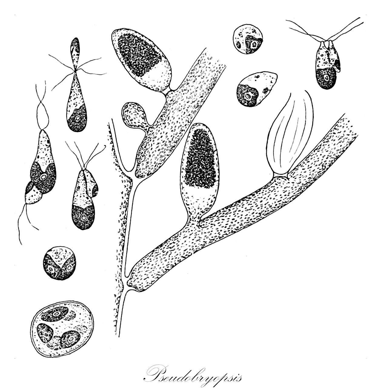 Pseudobryopsis - Chlorophyta,Biota,Plantae,Chlorophyta,Chlorophytina,Ulvophyceae,Bryopsidales,Bryopsidaceae,Pseudobryopsis