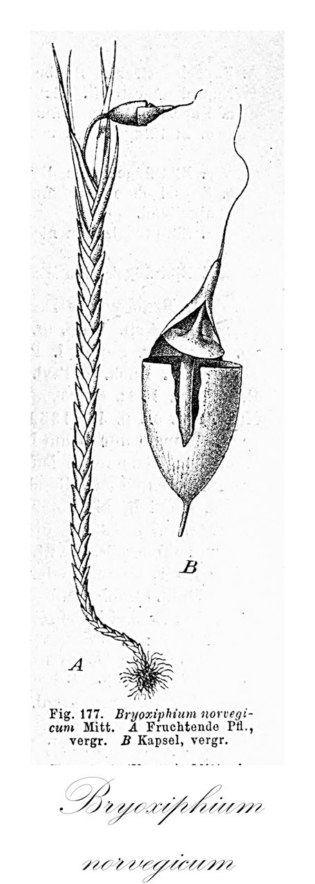 Bryoxiphium norvegicum - Bryoxiphiaceae,Plantae,Bryobiotina,Bryophyta,Bryopsida,Dicranidae,Bryoxiphiales,Bryoxiphiaceae,Bryoxiphium,Bryoxiphium norvegicum,Bryoxiphium imbricatum, Bryoxiphium norvegicum subsp. norvegicum, Eustichia imbricata, Eustichia norvegica, Eustichium norvegicum, Phyllogonium norvegicum