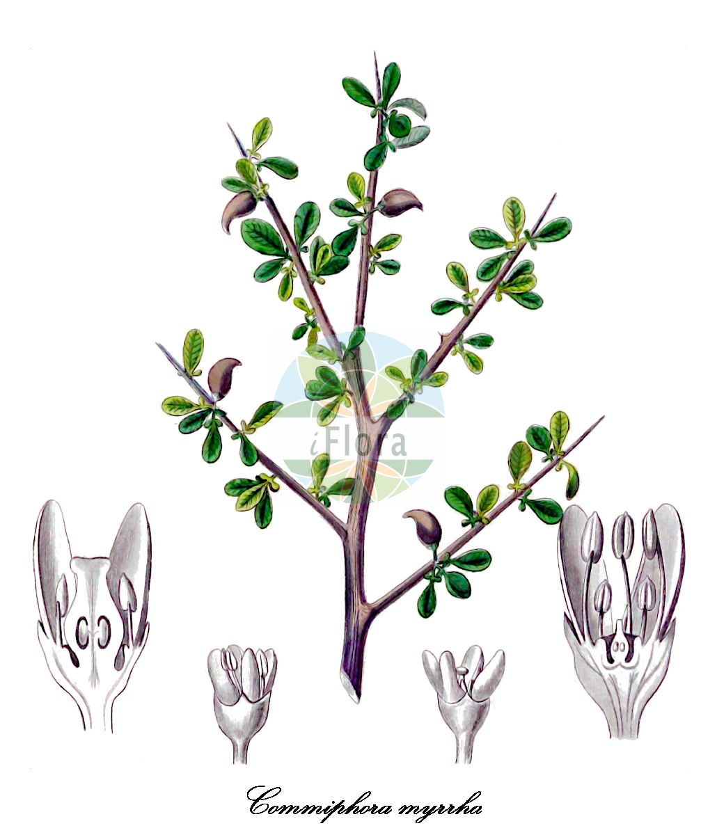 Historische Abbildung von Commiphora myrrha (Myrrhe). Das Bild zeigt Blatt, Bluete, Frucht und Same. ---- Historical Drawing of Commiphora myrrha (Myrrhe). The image is showing leaf, flower, fruit and seed.(Commiphora myrrha,Myrrhe,Echte Myrrhe,Myrrhenbaum,Commiphora,Burseraceae,Blatt,Bluete,Frucht,Same,leaf,flower,fruit,seed,Kohl (1891-1895))
