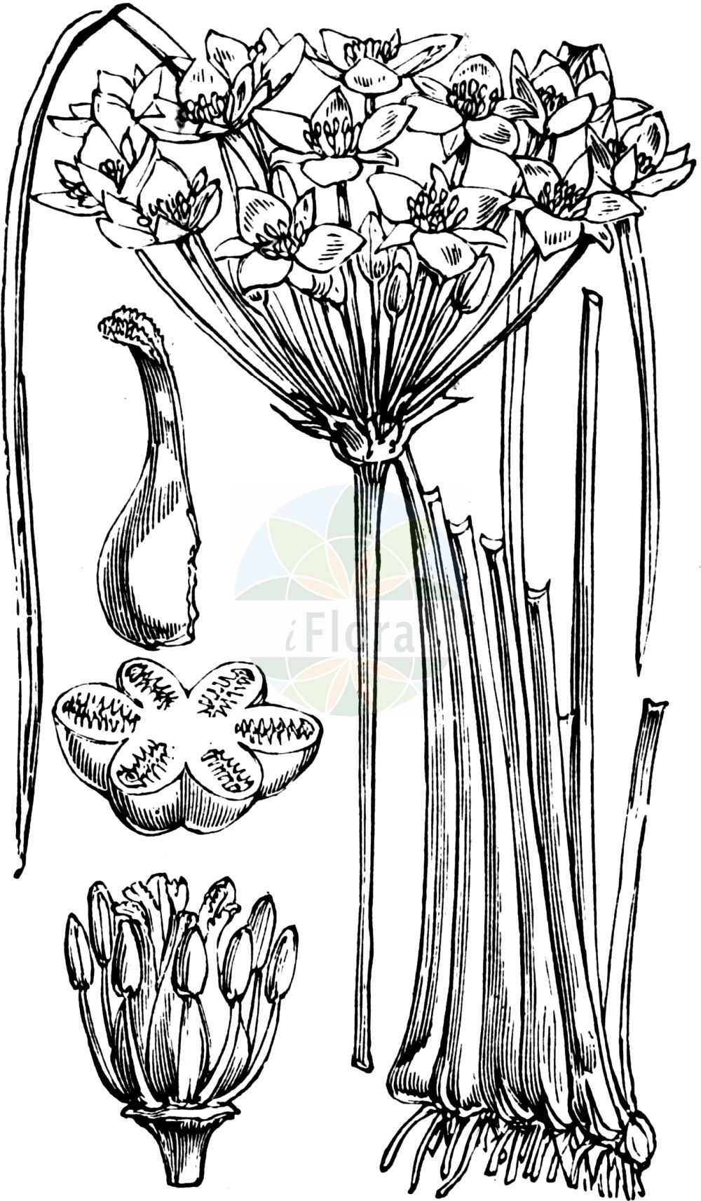 Historische Abbildung von Butomus umbellatus (Schwanenblume - Flowering-rush). Das Bild zeigt Blatt, Bluete, Frucht und Same. ---- Historical Drawing of Butomus umbellatus (Schwanenblume - Flowering-rush). The image is showing leaf, flower, fruit and seed.(Butomus umbellatus,Schwanenblume,Flowering-rush,Butomus umbellatus,Schwanenblume,Wasserliesch,Wasserviole,Flowering-rush,Butomus,Schwanenblume,Flowering Rush,Butomaceae,Schwanenblumengewächse,Flowering-rush family,Blatt,Bluete,Frucht,Same,leaf,flower,fruit,seed,Fitch et al. (1880))