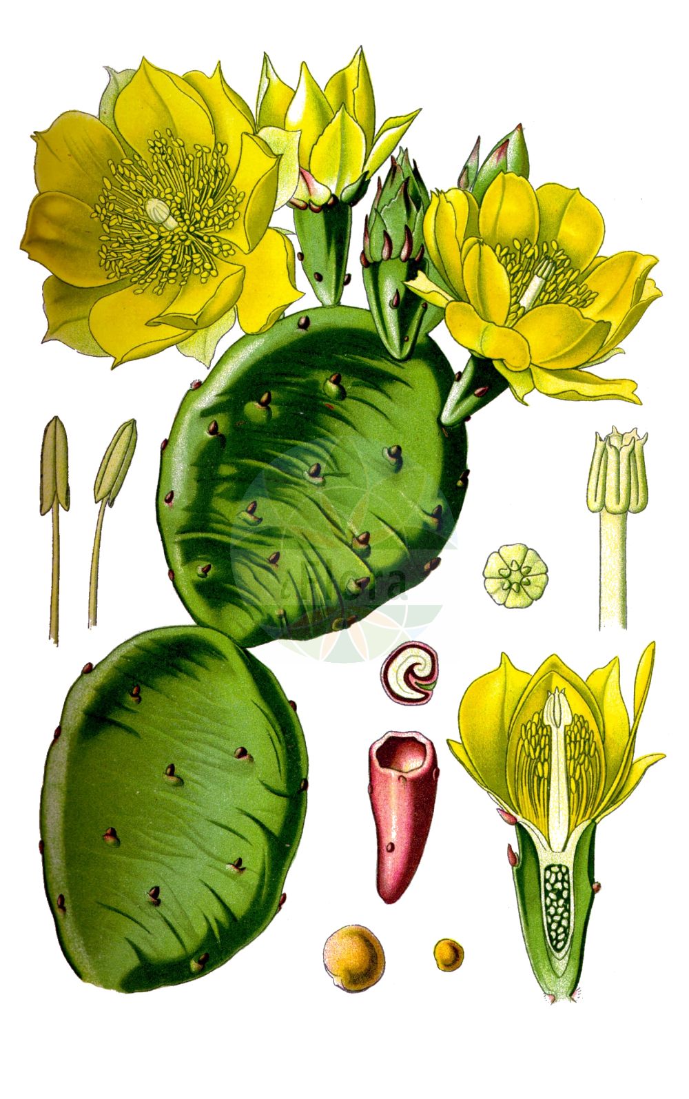 Historische Abbildung von Opuntia humifusa (Eastern Prickly Pear). Das Bild zeigt Blatt, Bluete, Frucht und Same. ---- Historical Drawing of Opuntia humifusa (Eastern Prickly Pear). The image is showing leaf, flower, fruit and seed.(Opuntia humifusa,Eastern Prickly Pear,Cactus humifusus,Opuntia ammophila,Opuntia humifusa,Opuntia nana,Opuntia rafinesquii,Eastern Prickly Pear,Devil's-tongue,Low Prickly Pear,Prostrate Cactus,Spreading Prickly Pear,Opuntia,Opuntie,Pricklypear,Cactaceae,Kakteengewächse,Blatt,Bluete,Frucht,Same,leaf,flower,fruit,seed,Thomé (1885))