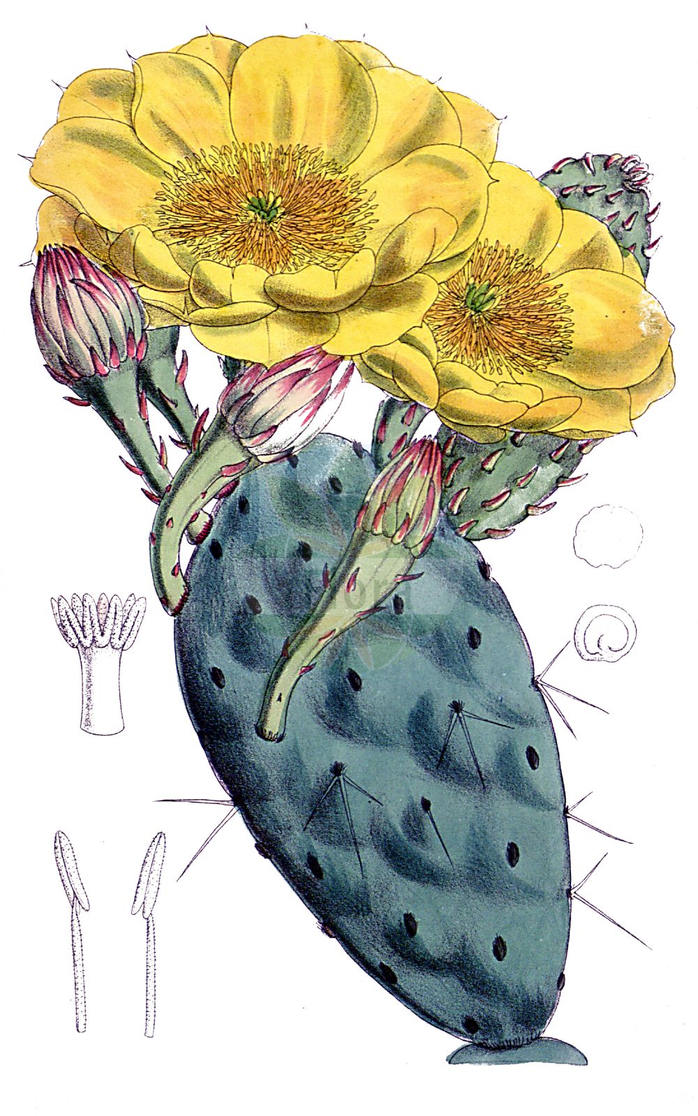 Historische Abbildung von Opuntia humifusa (Eastern Prickly Pear). Das Bild zeigt Blatt, Bluete, Frucht und Same. ---- Historical Drawing of Opuntia humifusa (Eastern Prickly Pear). The image is showing leaf, flower, fruit and seed.(Opuntia humifusa,Eastern Prickly Pear,Cactus humifusus,Opuntia ammophila,Opuntia humifusa,Opuntia nana,Opuntia rafinesquii,Eastern Prickly Pear,Devil's-tongue,Low Prickly Pear,Prostrate Cactus,Spreading Prickly Pear,Opuntia,Opuntie,Pricklypear,Cactaceae,Kakteengewächse,Blatt,Bluete,Frucht,Same,leaf,flower,fruit,seed,Curtis Botanical Magazine (1787f))