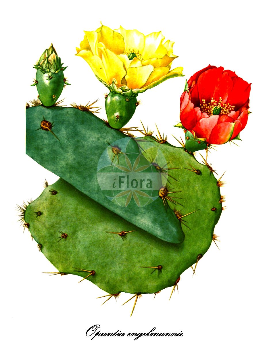 Historische Abbildung von Opuntia engelmannii (Engelmann’s pricklypear). Das Bild zeigt Blatt, Bluete, Frucht und Same. ---- Historical Drawing of Opuntia engelmannii (Engelmann’s pricklypear). The image is showing leaf, flower, fruit and seed.(Opuntia engelmannii,Engelmann’s pricklypear,Opuntia procumbens,Cactus compressus,Cactus ficus-indica,Cactus opuntia,Opuntia amyclaea,Opuntia compressa,Opuntia ficus-barbarica,Opuntia maxima,Opuntia megacantha,Opuntia vulgaris,Opuntia,Feigenkaktus,Nopal,Cactaceae,Kakteengewächse,Cactus Family,Blatt,Bluete,Frucht,Same,leaf,flower,fruit,seed,Britton & Rose (1919-1923))