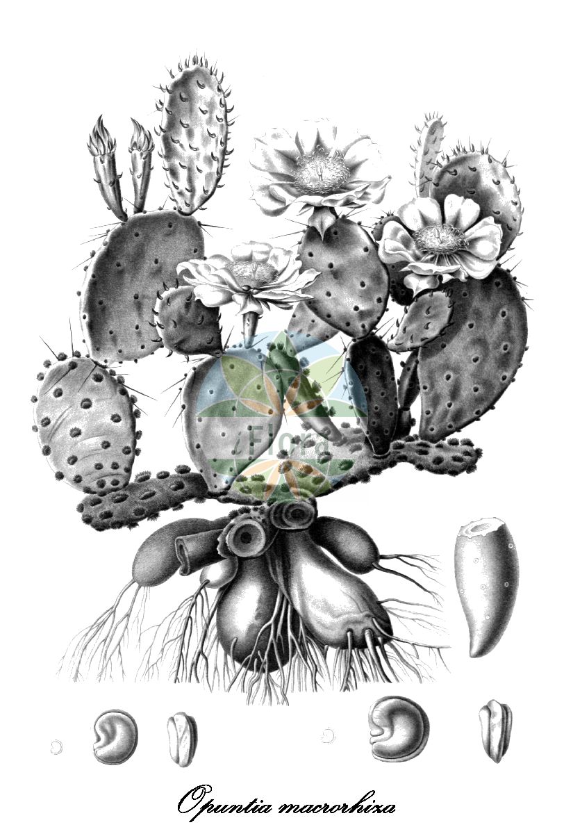 Historische Abbildung von Opuntia macrorhiza (Plains pricklypear). Das Bild zeigt Blatt, Bluete, Frucht und Same. ---- Historical Drawing of Opuntia macrorhiza (Plains pricklypear). The image is showing leaf, flower, fruit and seed.(Opuntia macrorhiza,Plains pricklypear,Opuntia tortispina,Plains Prickly Pear,Pott's Prickly Pear,Starvation Prickly Pear,Tuberous-rooted Prickly Pear,Twist-spine Prickly Pear,Opuntia,Feigenkaktus,Nopal,Cactaceae,Kakteengewächse,Cactus Family,Blatt,Bluete,Frucht,Same,leaf,flower,fruit,seed,Engelmann (1858ff))