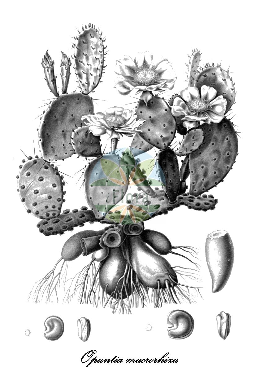 Historische Abbildung von Opuntia macrorhiza (Plains pricklypear). Das Bild zeigt Blatt, Bluete, Frucht und Same. ---- Historical Drawing of Opuntia macrorhiza (Plains pricklypear). The image is showing leaf, flower, fruit and seed.(Opuntia macrorhiza,Plains pricklypear,Opuntia tortispina,Plains Prickly Pear,Pott's Prickly Pear,Starvation Prickly Pear,Tuberous-rooted Prickly Pear,Twist-spine Prickly Pear,Opuntia,Feigenkaktus,Nopal,Cactaceae,Kakteengewächse,Cactus Family,Blatt,Bluete,Frucht,Same,leaf,flower,fruit,seed,Engelmann (1858ff))