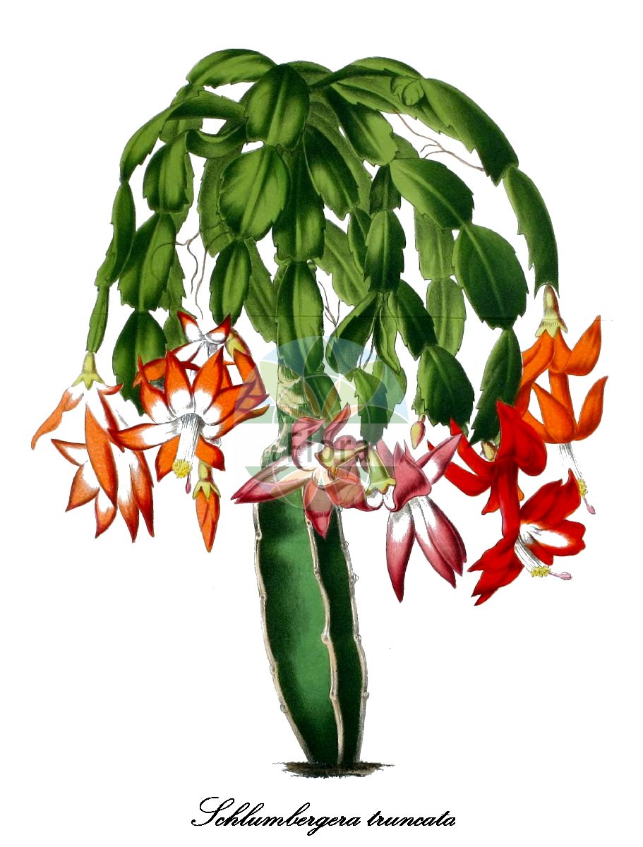 Historische Abbildung von Schlumbergera truncata (Weihnachtskaktus). Das Bild zeigt Blatt, Bluete, Frucht und Same. ---- Historical Drawing of Schlumbergera truncata (Weihnachtskaktus). The image is showing leaf, flower, fruit and seed.(Schlumbergera truncata,Weihnachtskaktus,Gliederkaktus,Schlumbergera,Weihnachtskaktus,Cactaceae,Kakteengewächse,Cactus Family,Blatt,Bluete,Frucht,Same,leaf,flower,fruit,seed,La Belgique horticole (1866))